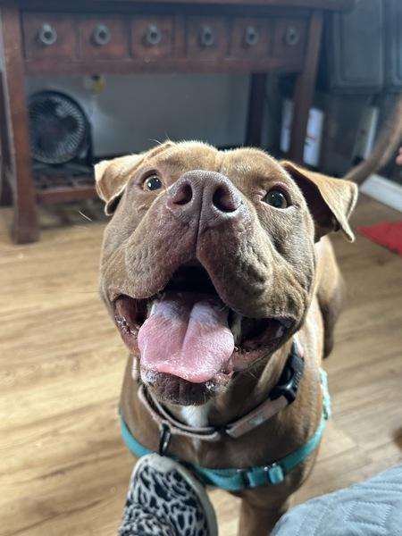 Enlarge Wrigley, a Adoptable mixed breed in Austin, TX image 1/1