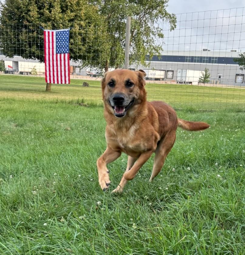 Enlarge Biggy, a ADOPTABLE mixed breed in Dixon, IL image 1/1