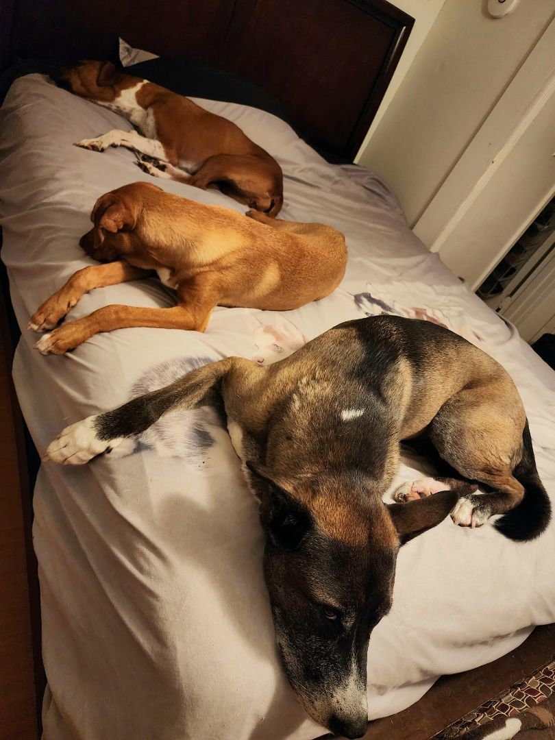 Enlarge Penny, a Adoptable mixed breed in El Cajon, CA image 2/6