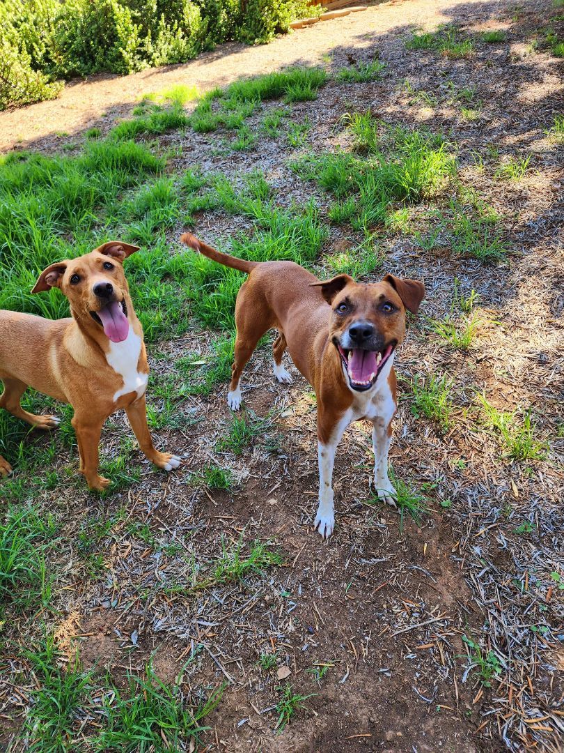 Enlarge Penny, a Adoptable mixed breed in El Cajon, CA image 3/6