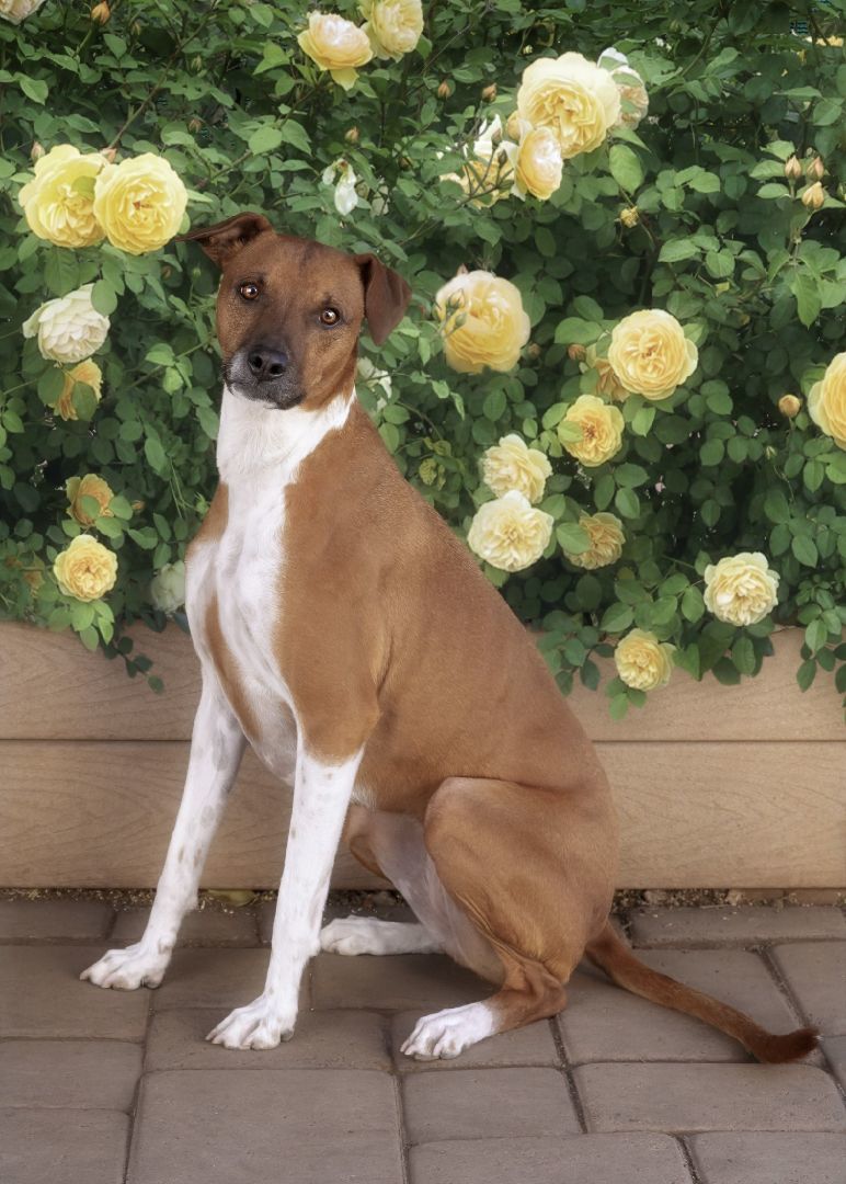 Enlarge Penny, a Adoptable mixed breed in El Cajon, CA image 4/6