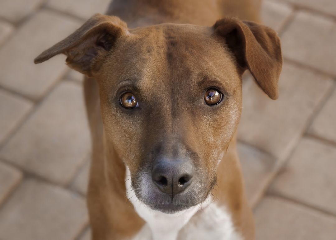 Enlarge Penny, a Adoptable mixed breed in El Cajon, CA image 1/6