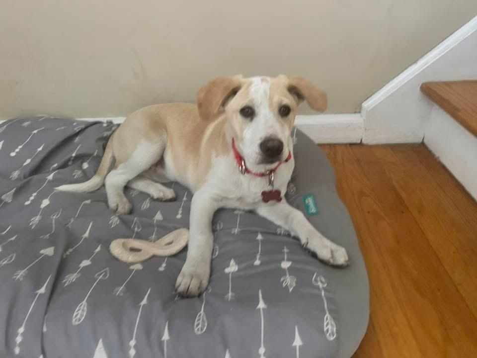 Enlarge Cassie, a Adoptable mixed breed in Succasunna, NJ image 2/2