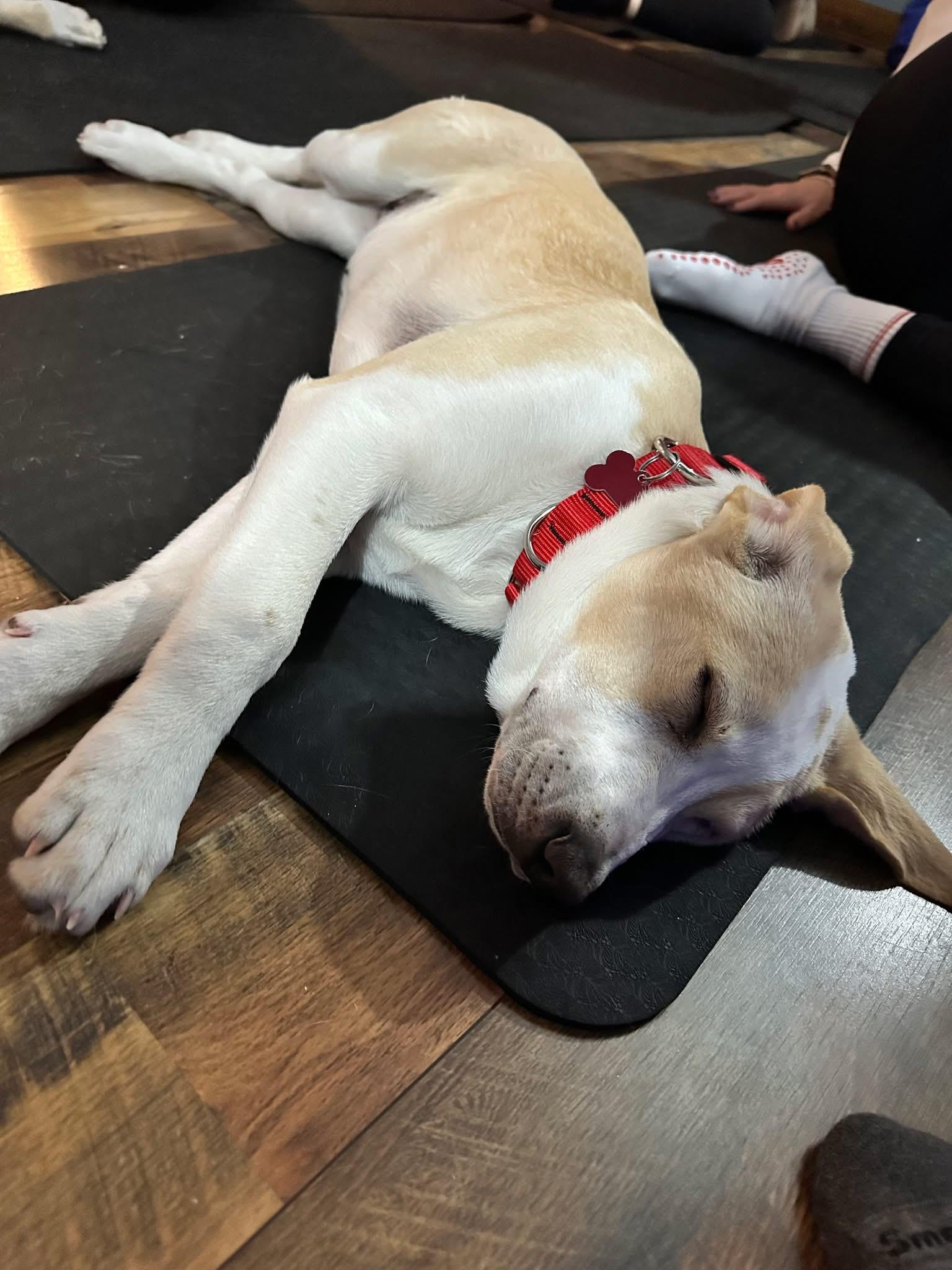 Enlarge Cassie, a Adoptable mixed breed in Succasunna, NJ image 1/2