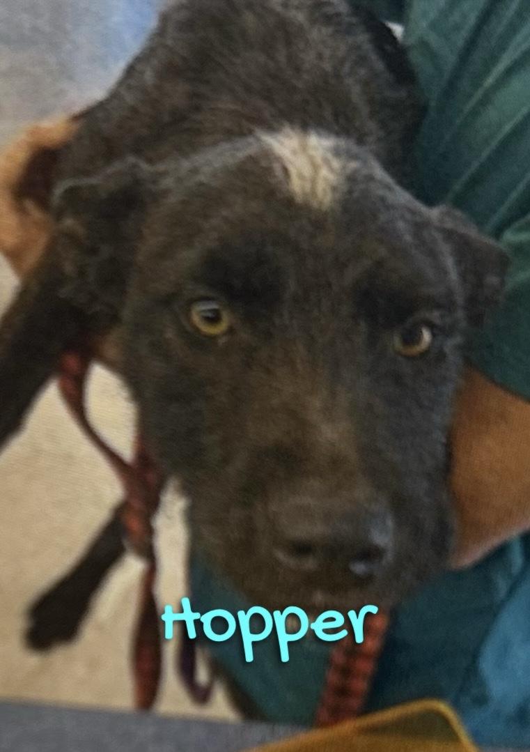 Hopper, Adoptable, Young Female Terrier.