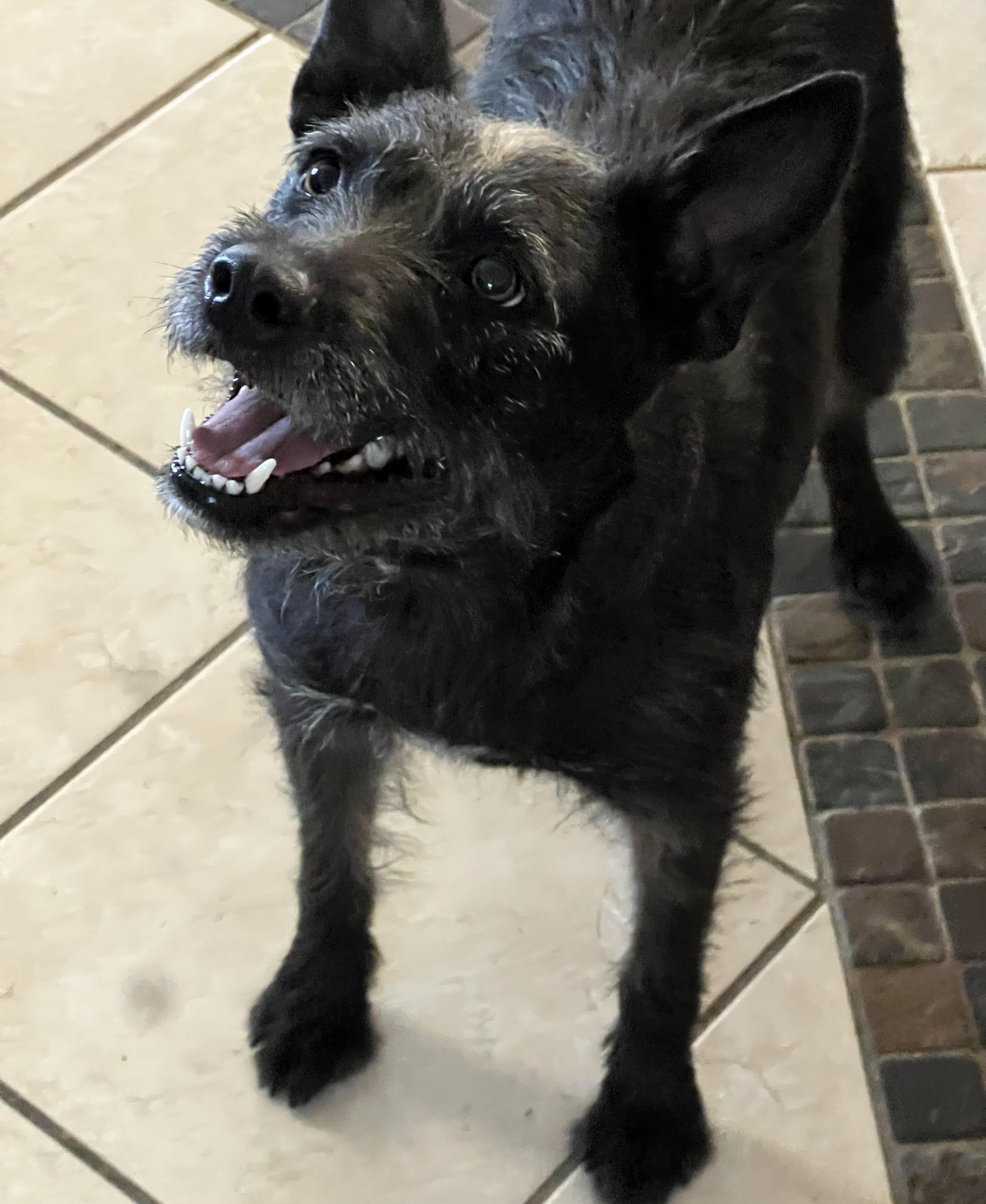 Harper, Adoptable, Young Female Terrier.