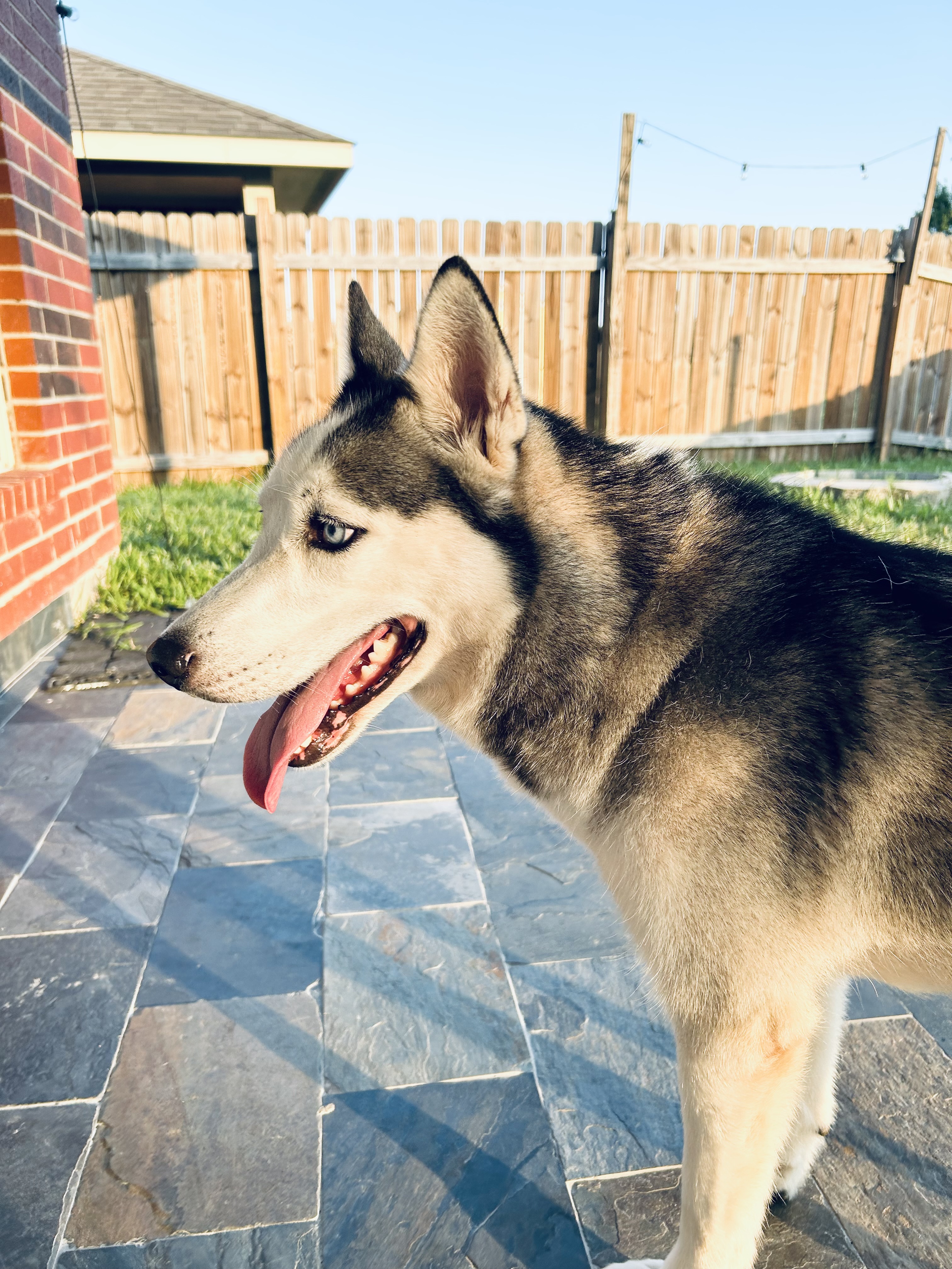Enlarge MAYA, a Adopted mixed breed in South Houston, TX image 5/6
