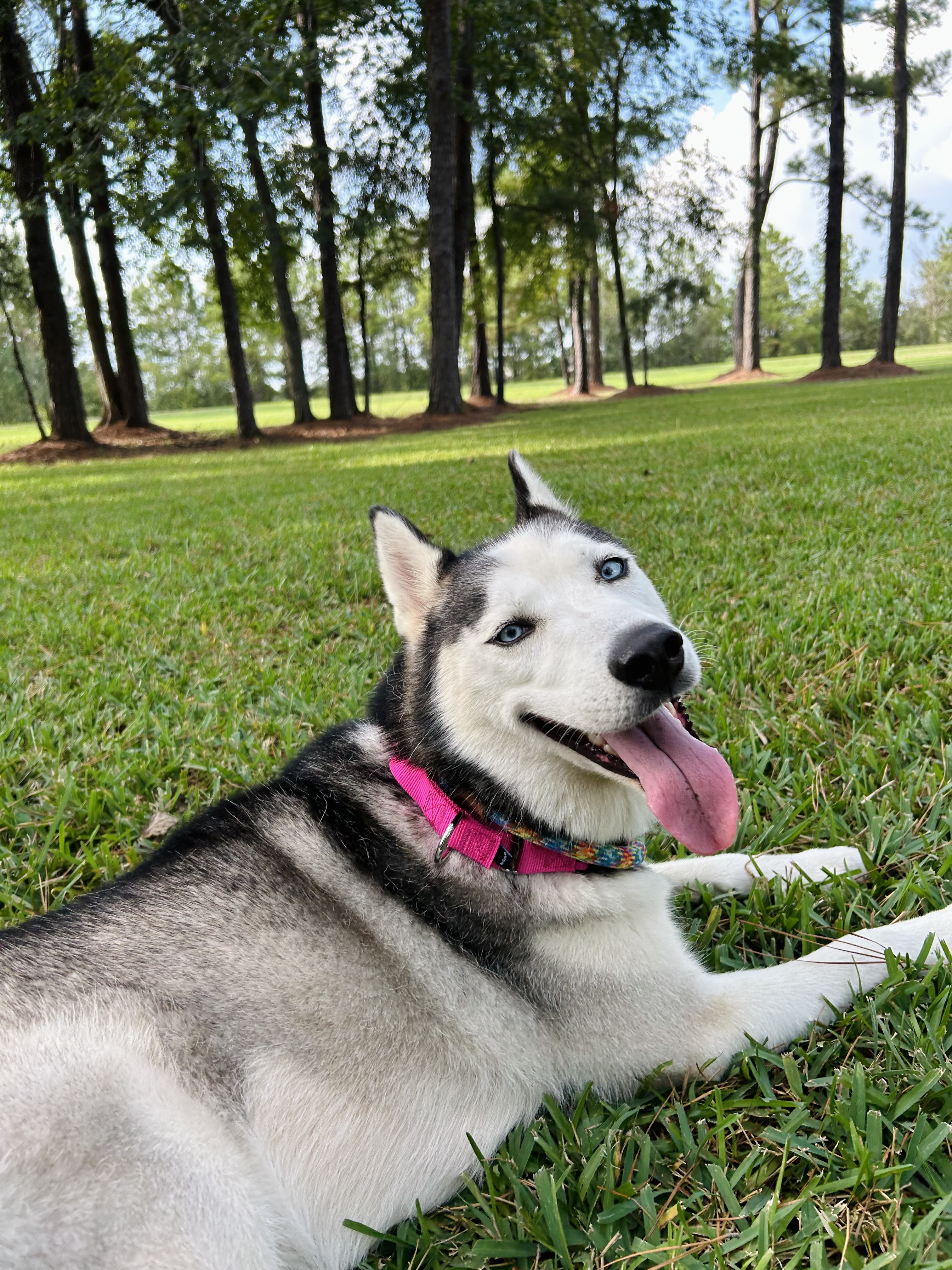 Enlarge MAYA, a Adopted mixed breed in South Houston, TX image 6/6
