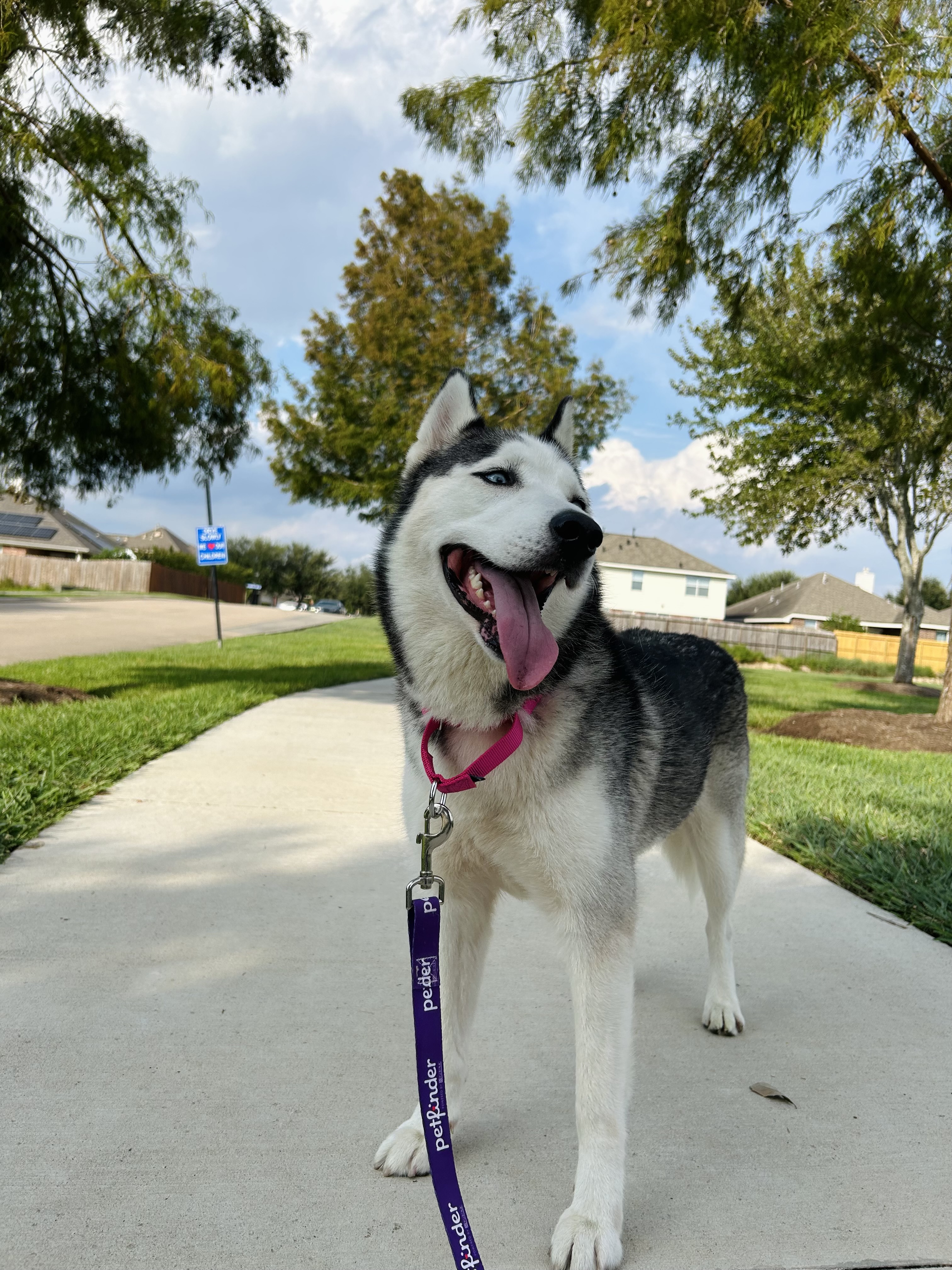 Enlarge MAYA, a Adopted mixed breed in South Houston, TX image 4/6