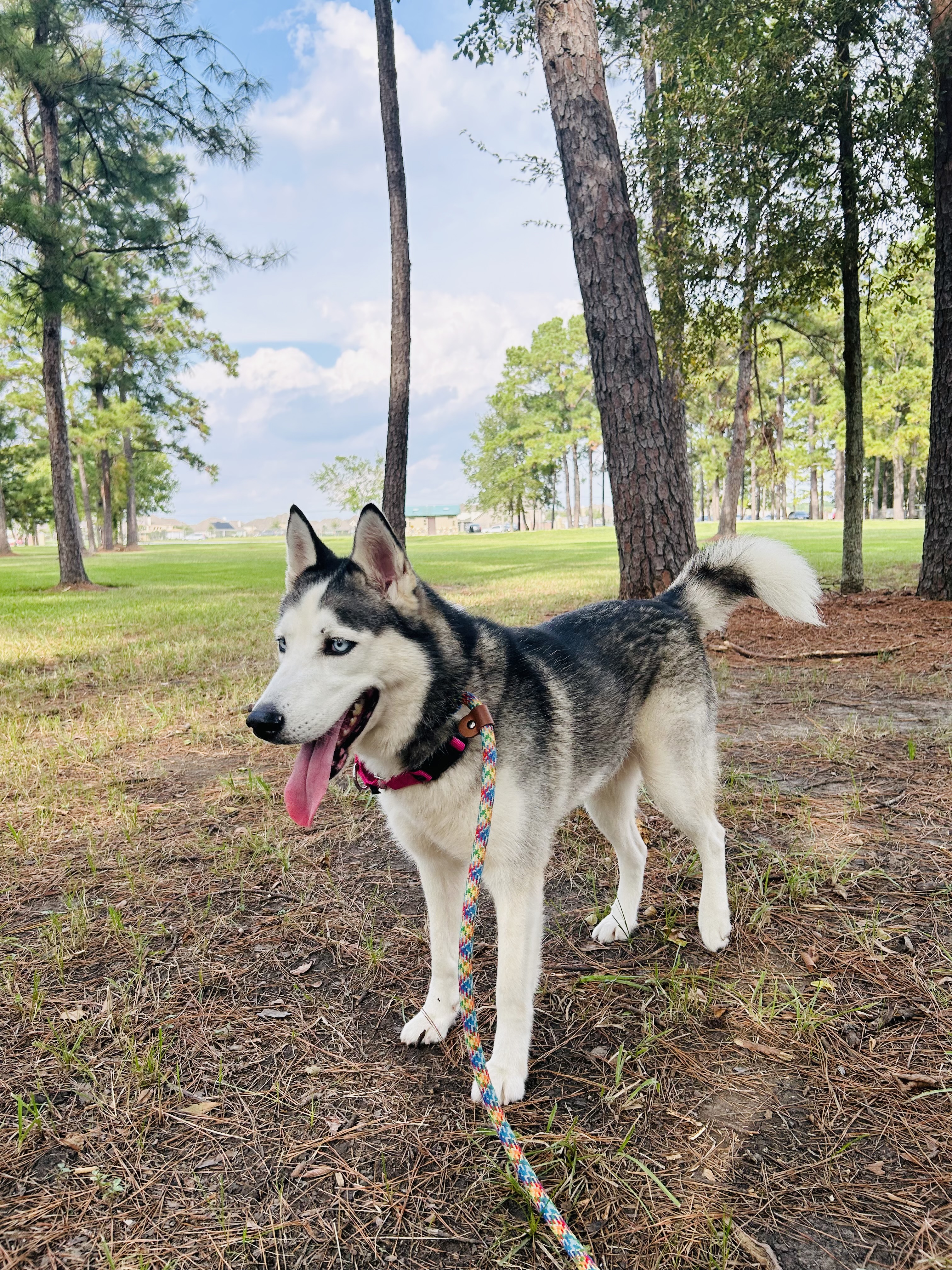 Enlarge MAYA, a Adopted mixed breed in South Houston, TX image 2/6
