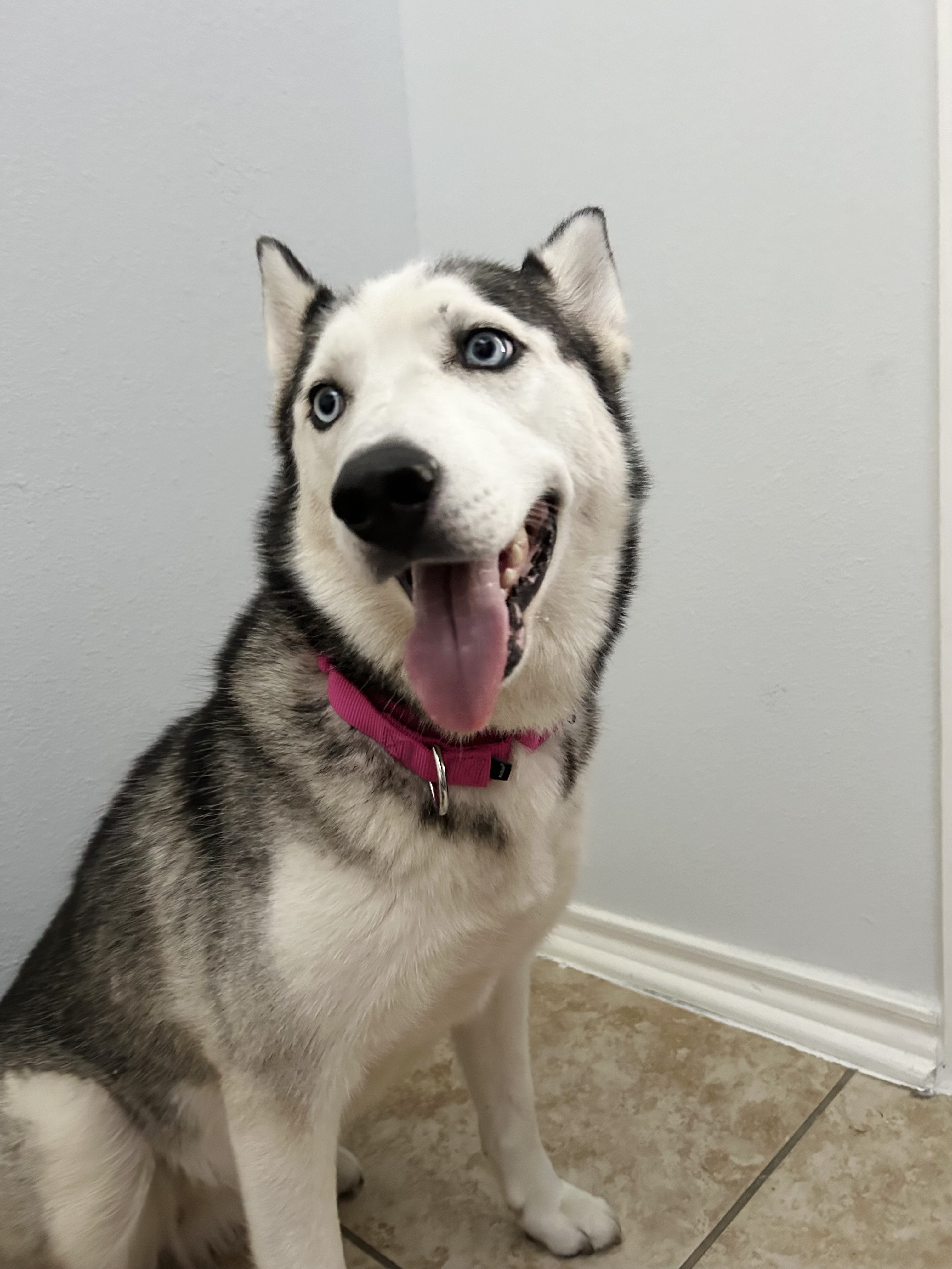 Enlarge MAYA, a Adopted mixed breed in South Houston, TX image 3/6