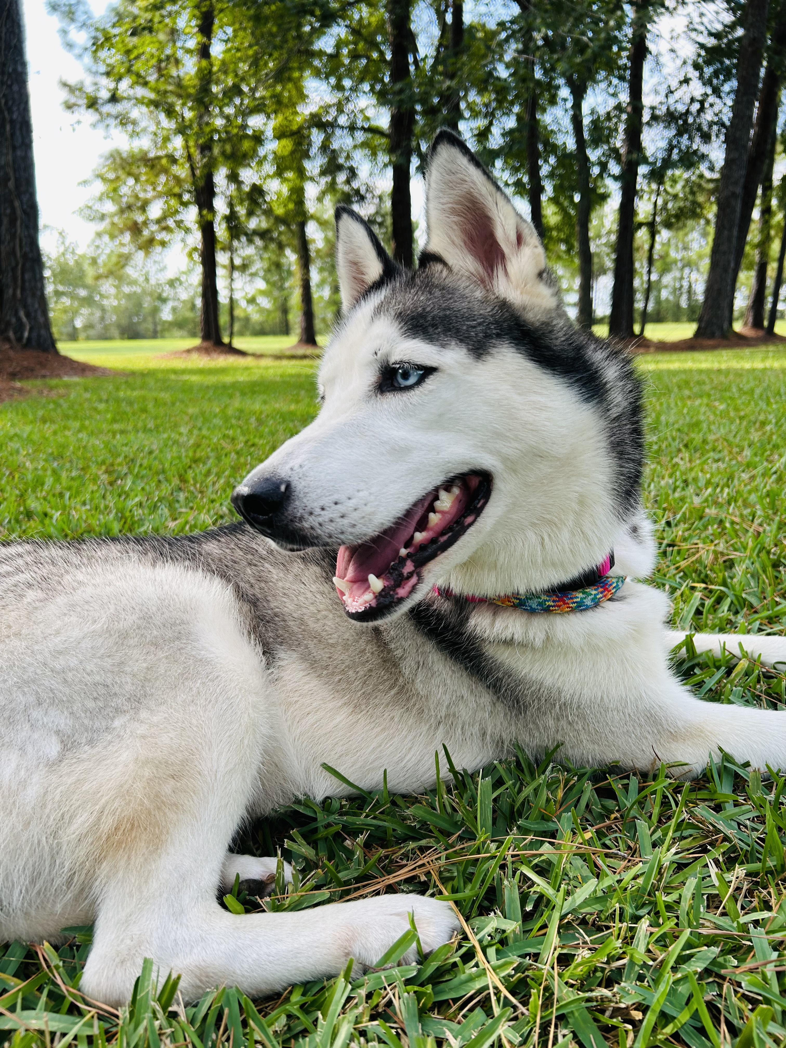 Enlarge MAYA, a Adopted mixed breed in South Houston, TX image 1/6