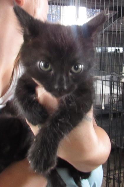 Enlarge Pascal, a Adoptable mixed breed in West Memphis, AR image 1/1