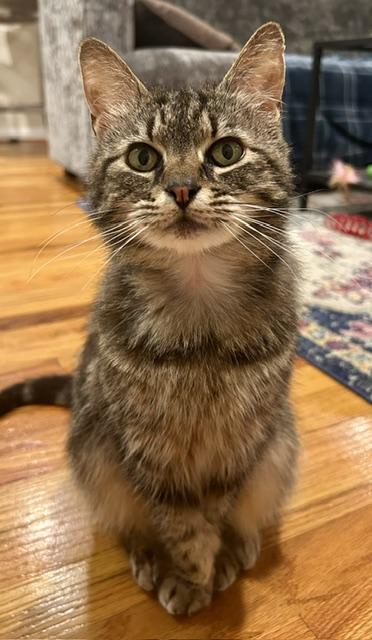 Enlarge Athena, an adopted Domestic Short Hair in Fairfax, VA image 3/4