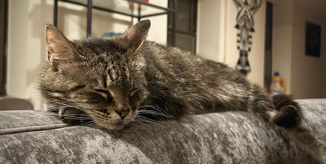 Enlarge Athena, an adopted Domestic Short Hair in Fairfax, VA image 4/4