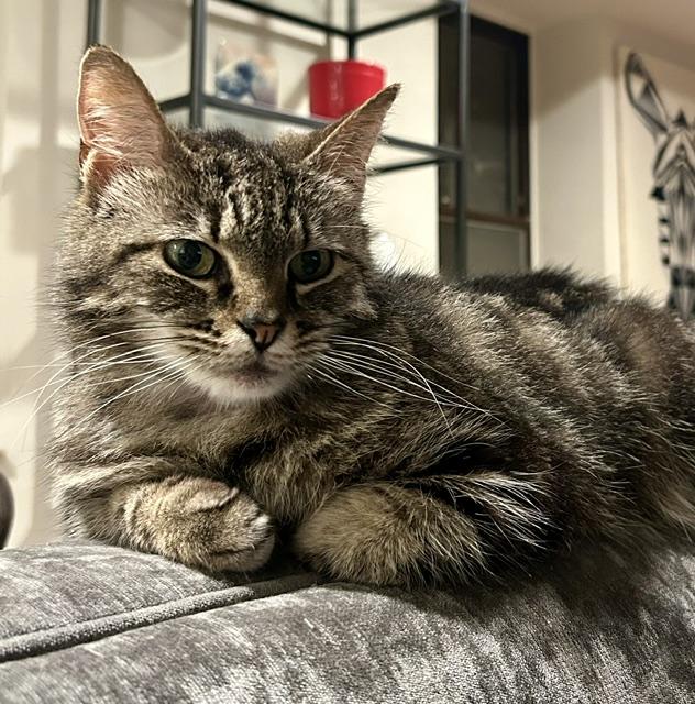 Enlarge Athena, an adopted Domestic Short Hair in Fairfax, VA image 1/4