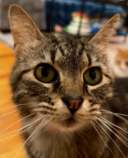 Enlarge Athena, an adopted Domestic Short Hair in Fairfax, VA image 2/4