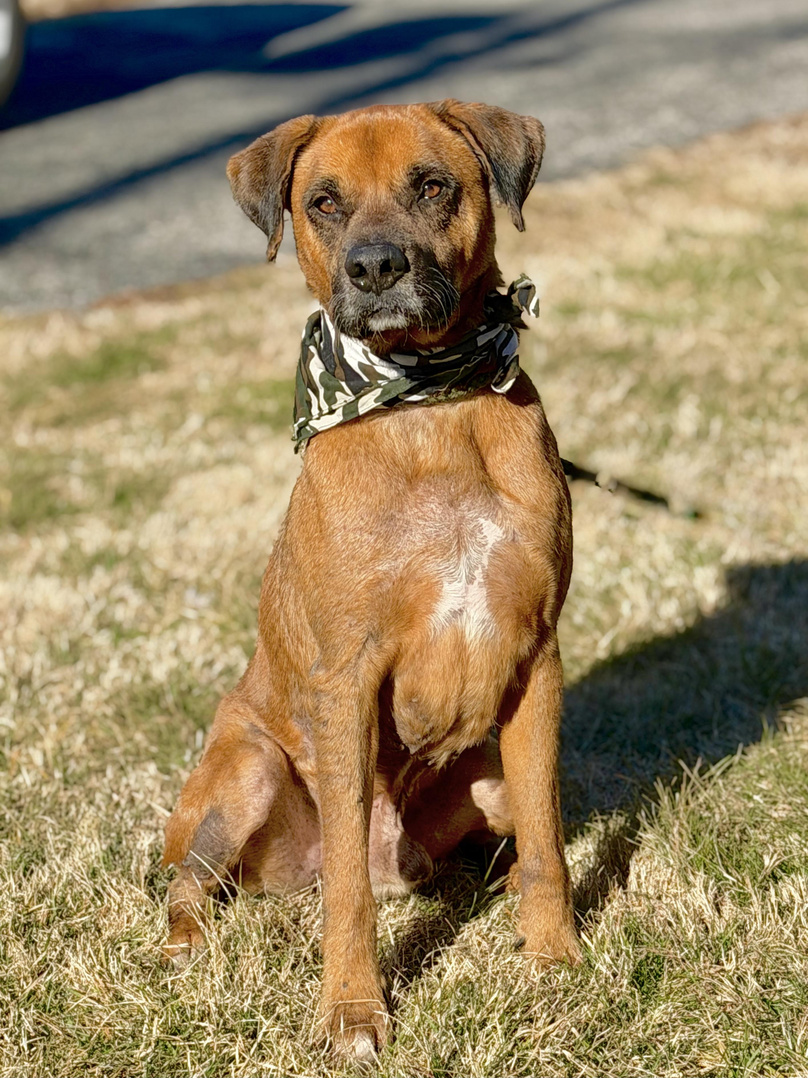 Beau, an adoptable Boxer in Maryville, TN image 1/6