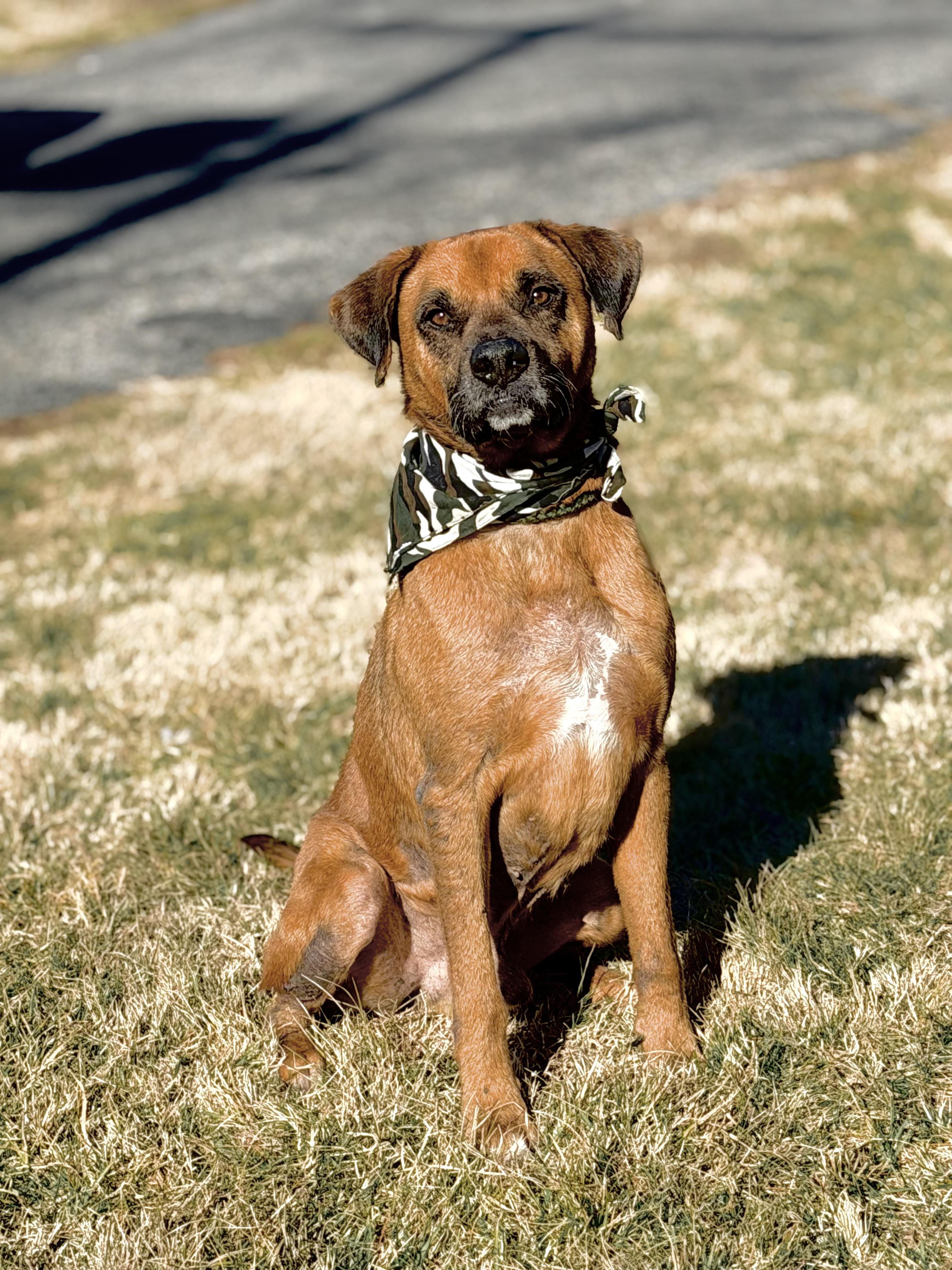 Beau, an adoptable Boxer in Maryville, TN image 4/6