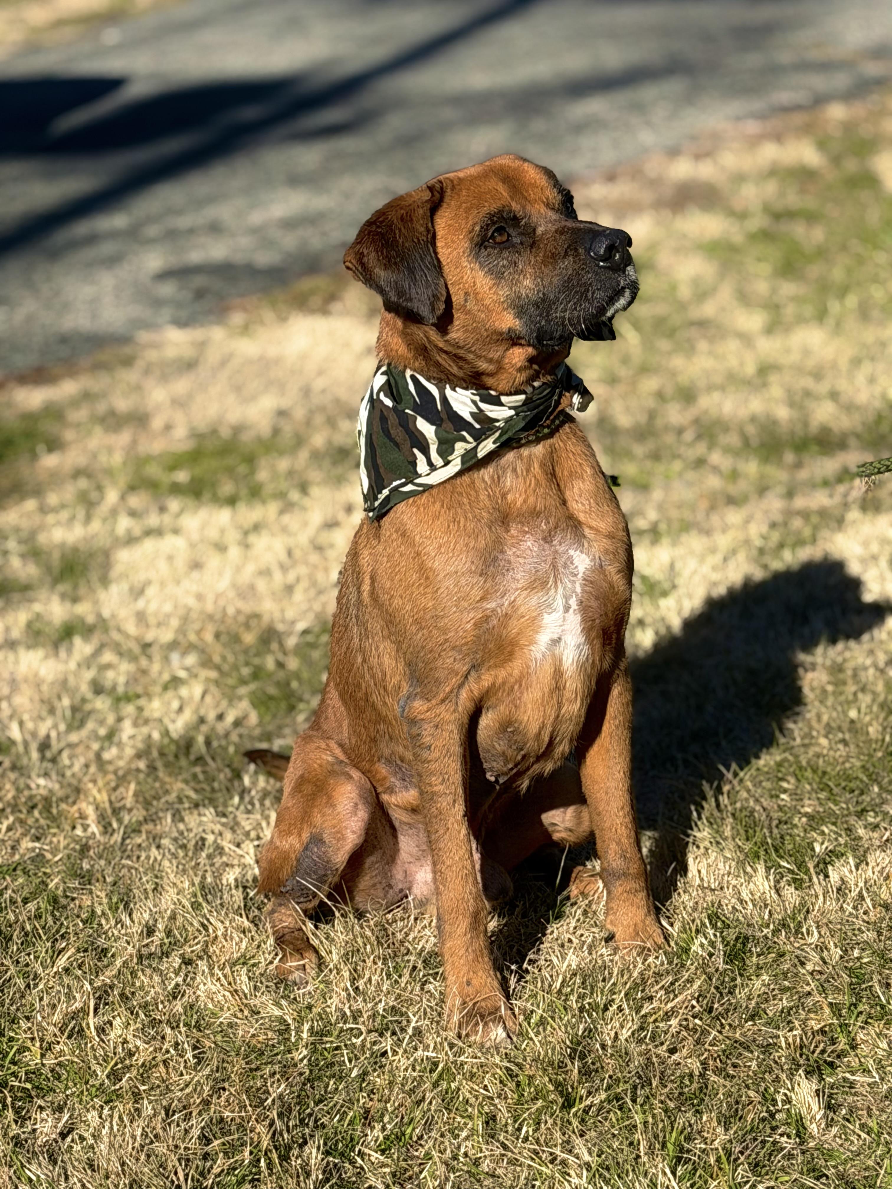 Beau, an adoptable Boxer in Maryville, TN image 6/6