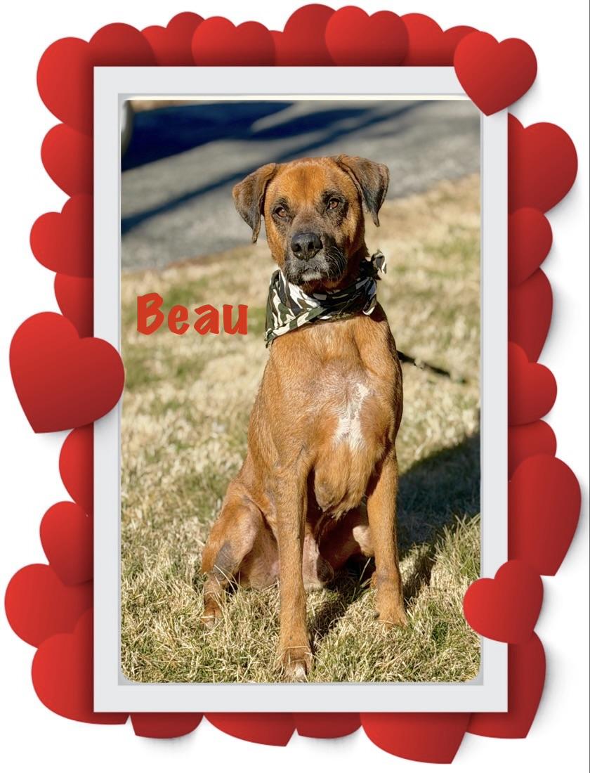 Beau, an adoptable Boxer in Maryville, TN image 2/6
