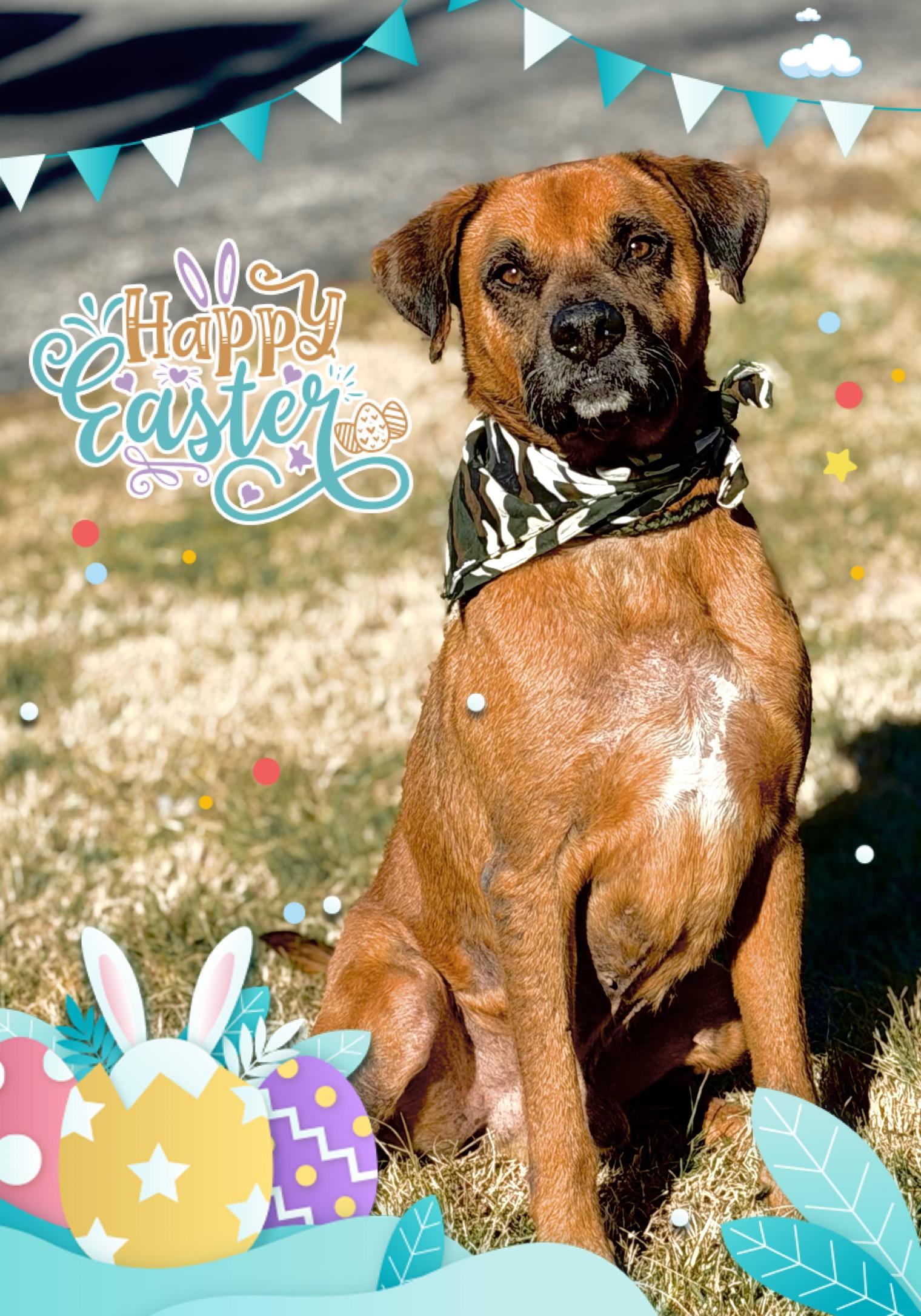Enlarge Beau, an adoptable Boxer in Maryville, TN image 2/6