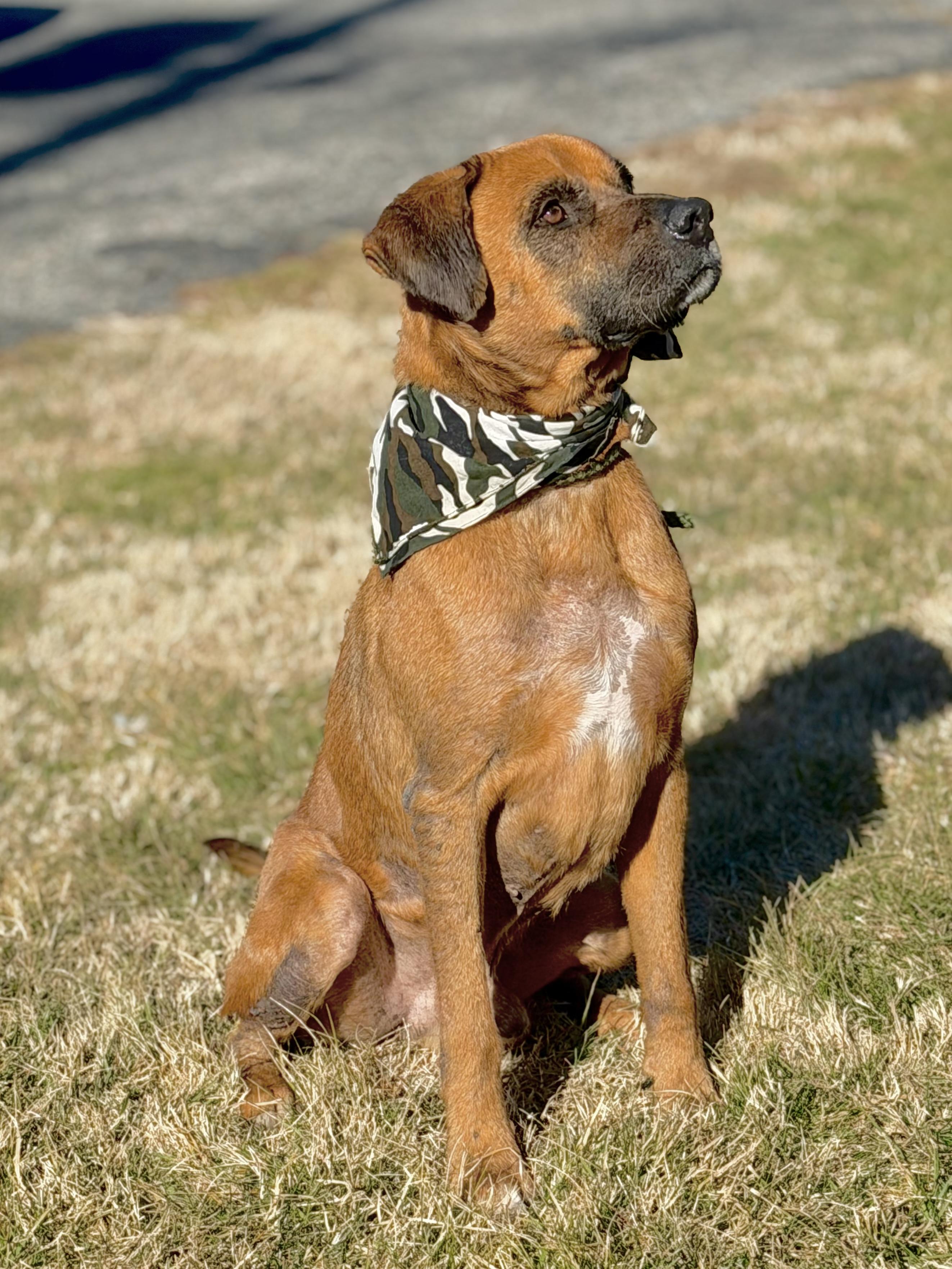 Beau, adoptable, Adult Male Boxer.