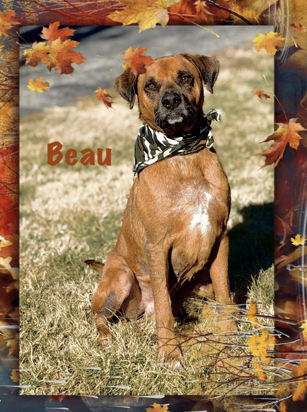 Beau, Adoptable, Adult Male Boxer.