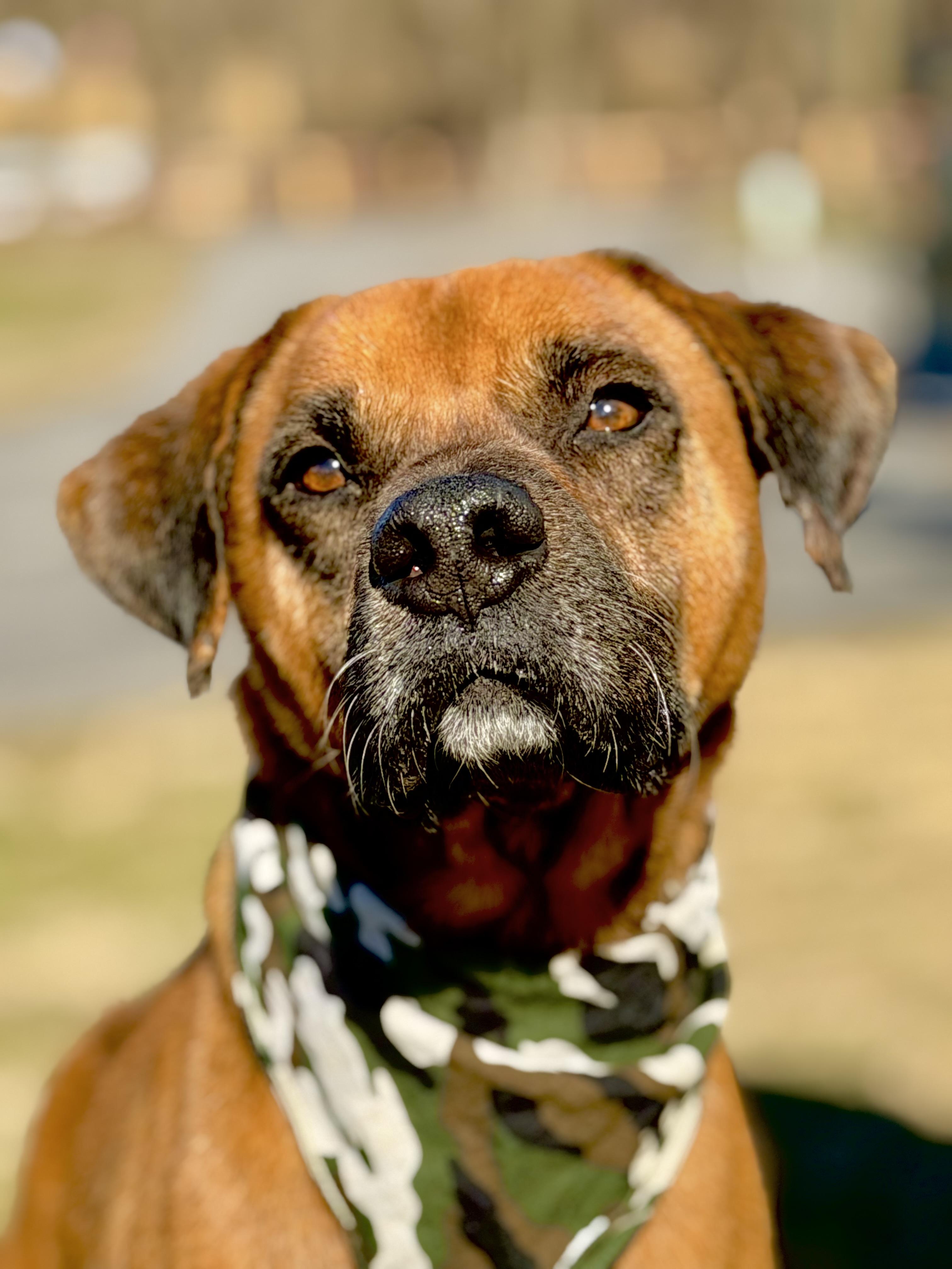 Beau, adoptable, Adult Male Boxer.