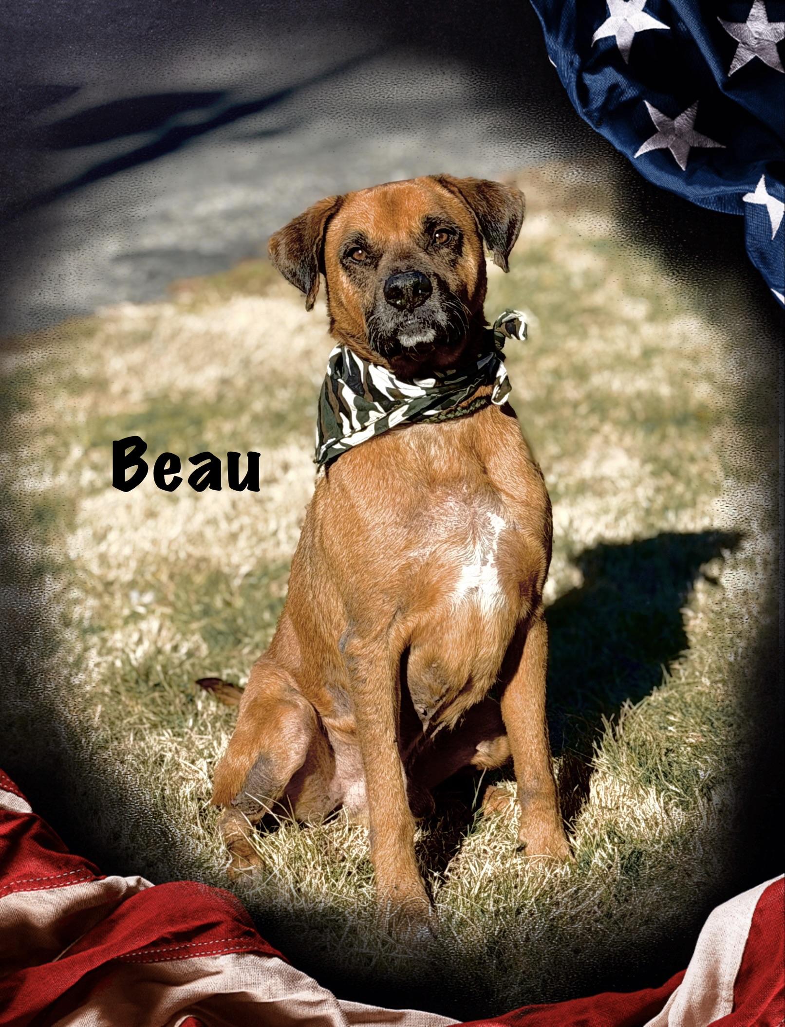 Beau, an adoptable Boxer in Maryville, TN image 1/6