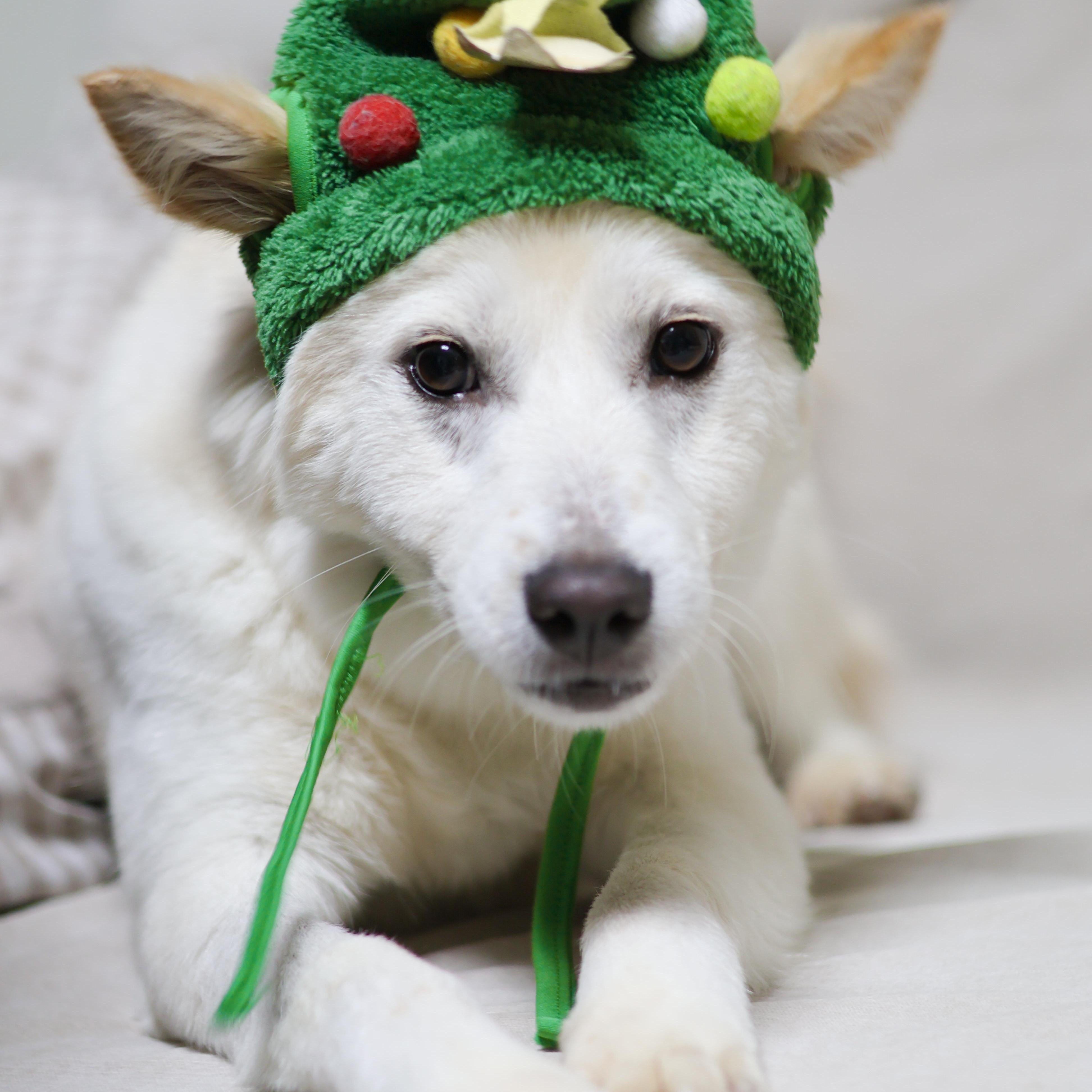 Dubu, Adoptable, Puppy Male Japanese Spitz & Jindo.