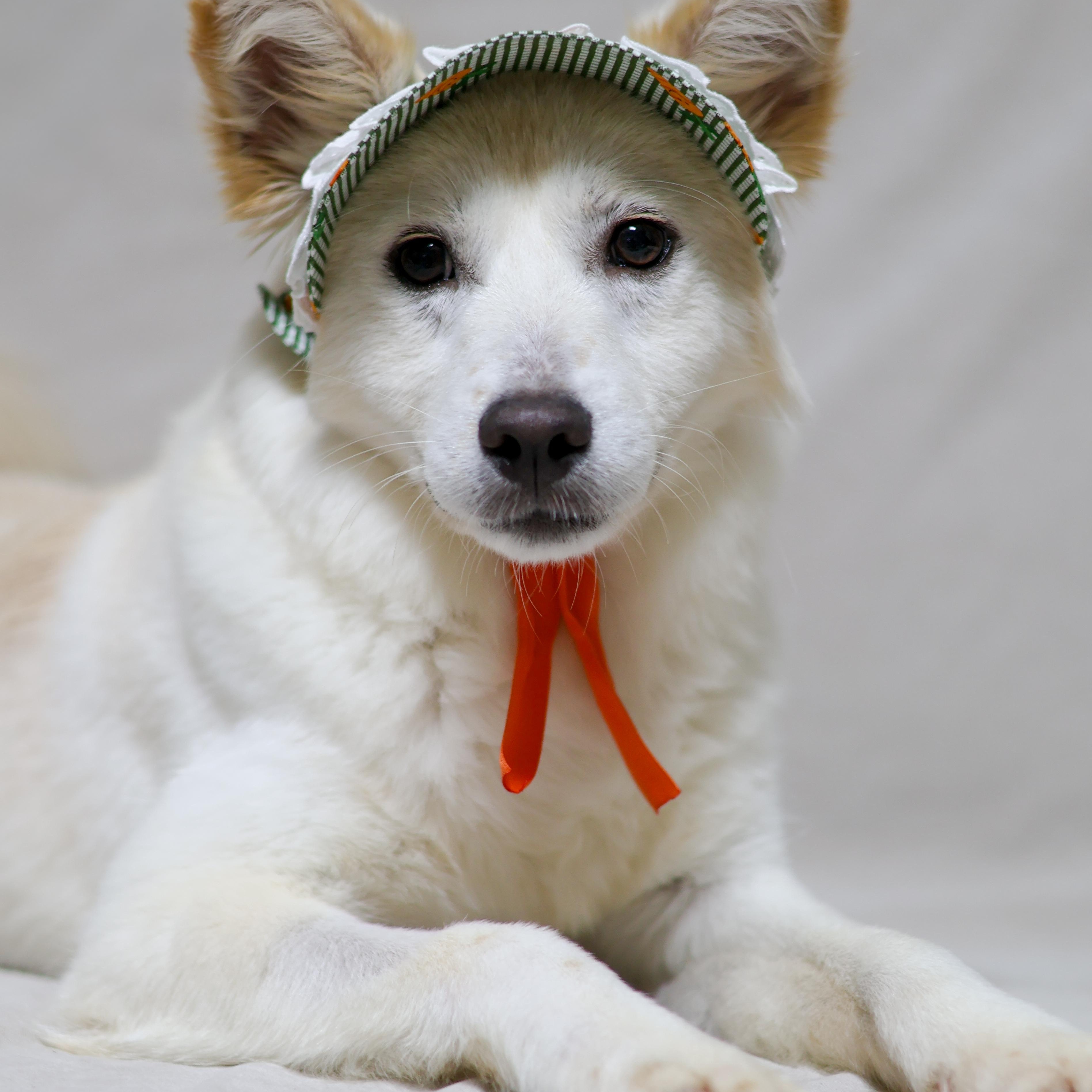 Enlarge Dubu, a Adoptable mixed breed in Manchester , NH image 2/6