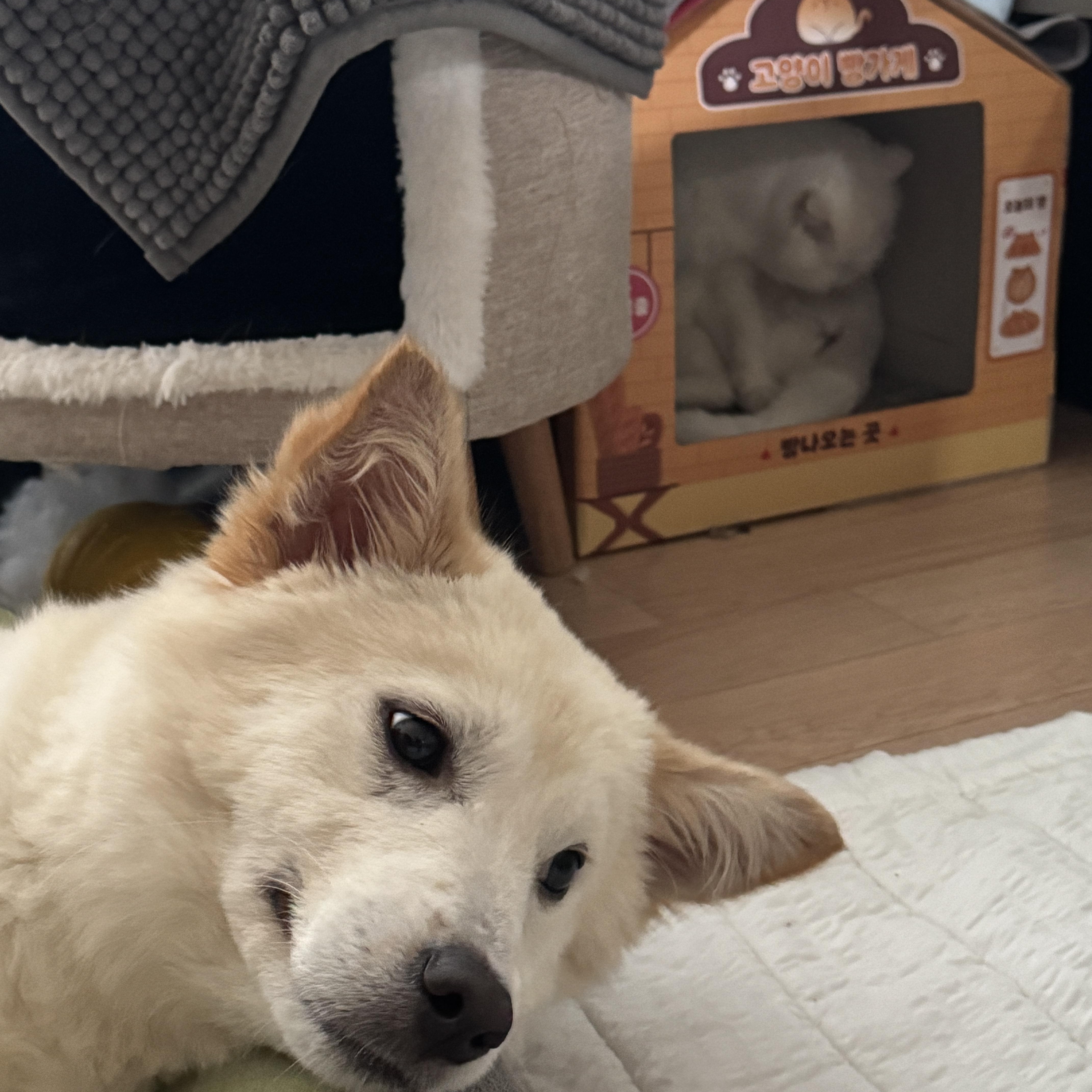 Enlarge Dubu, a Adoptable mixed breed in Manchester , NH image 3/6