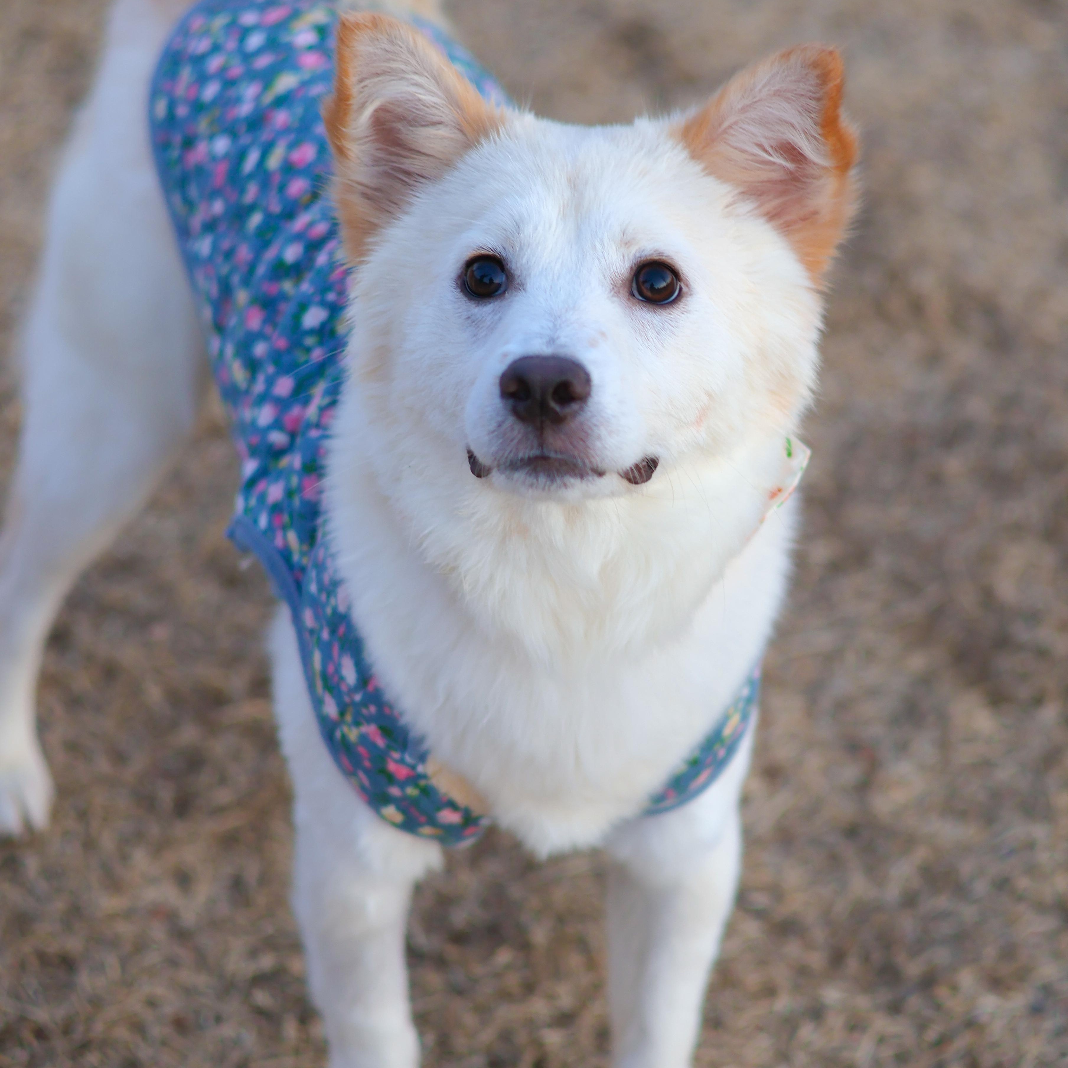 Enlarge Dubu, a Adoptable mixed breed in Providence , RI image 3/6