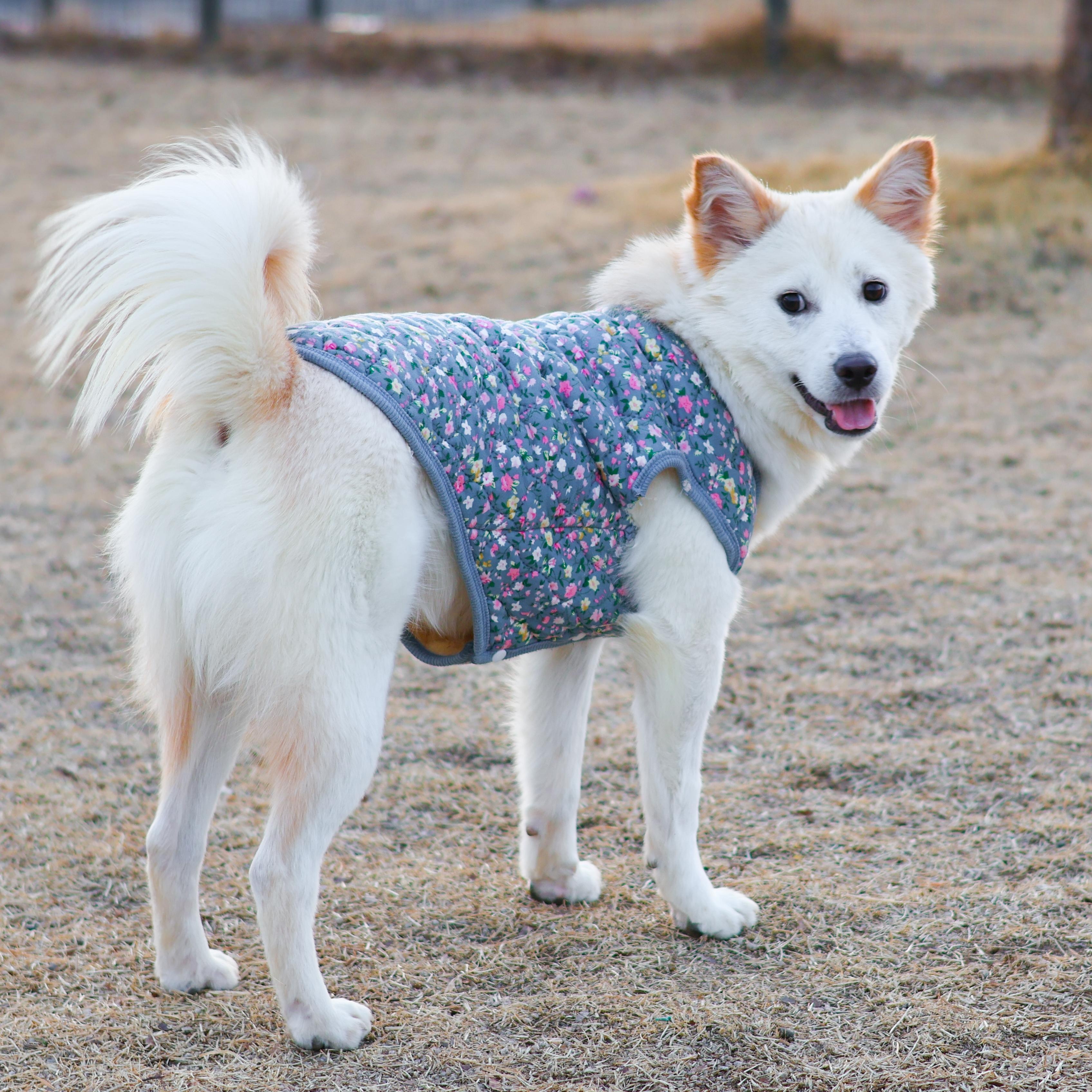 Enlarge Dubu, a Adoptable mixed breed in Providence , RI image 5/6
