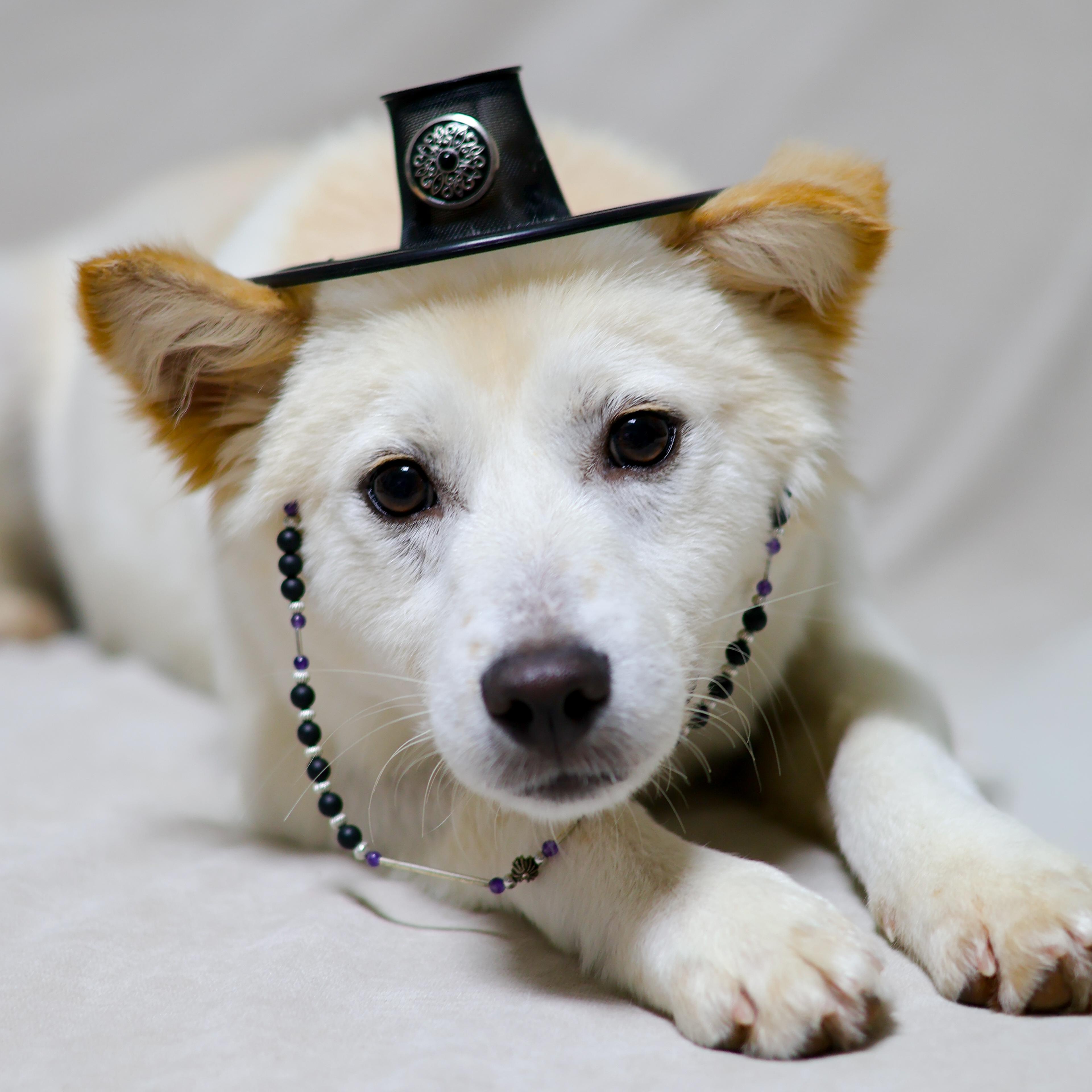 Enlarge Dubu, a Adoptable mixed breed in Manchester , NH image 6/6