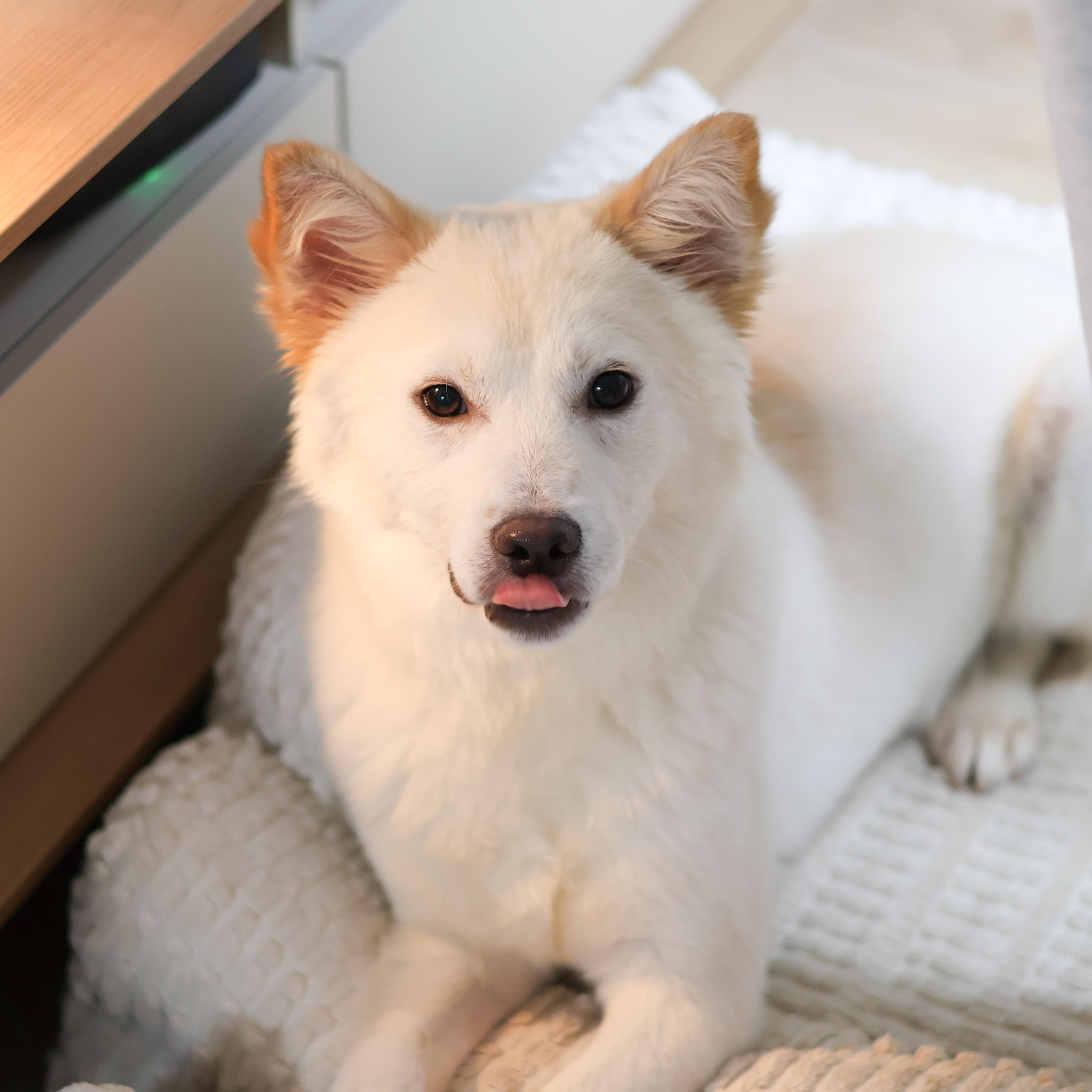 Enlarge Dubu, a Adoptable mixed breed in Providence , RI image 2/6