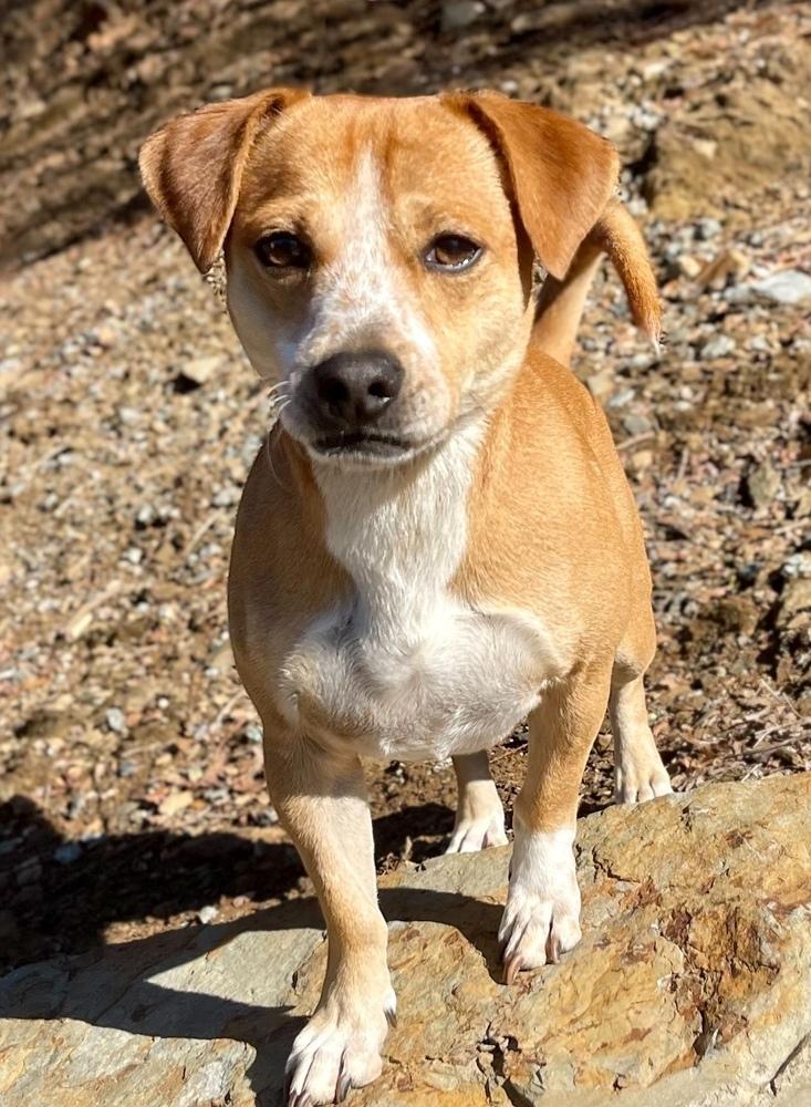 Buster, a Adoptable mixed breed in Jamestown, CA image 1/4