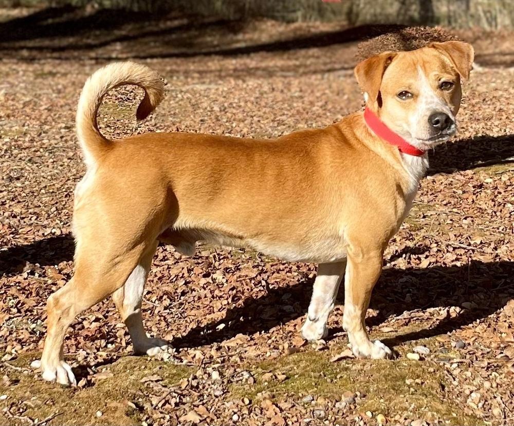 Buster, a Adoptable mixed breed in Jamestown, CA image 2/4