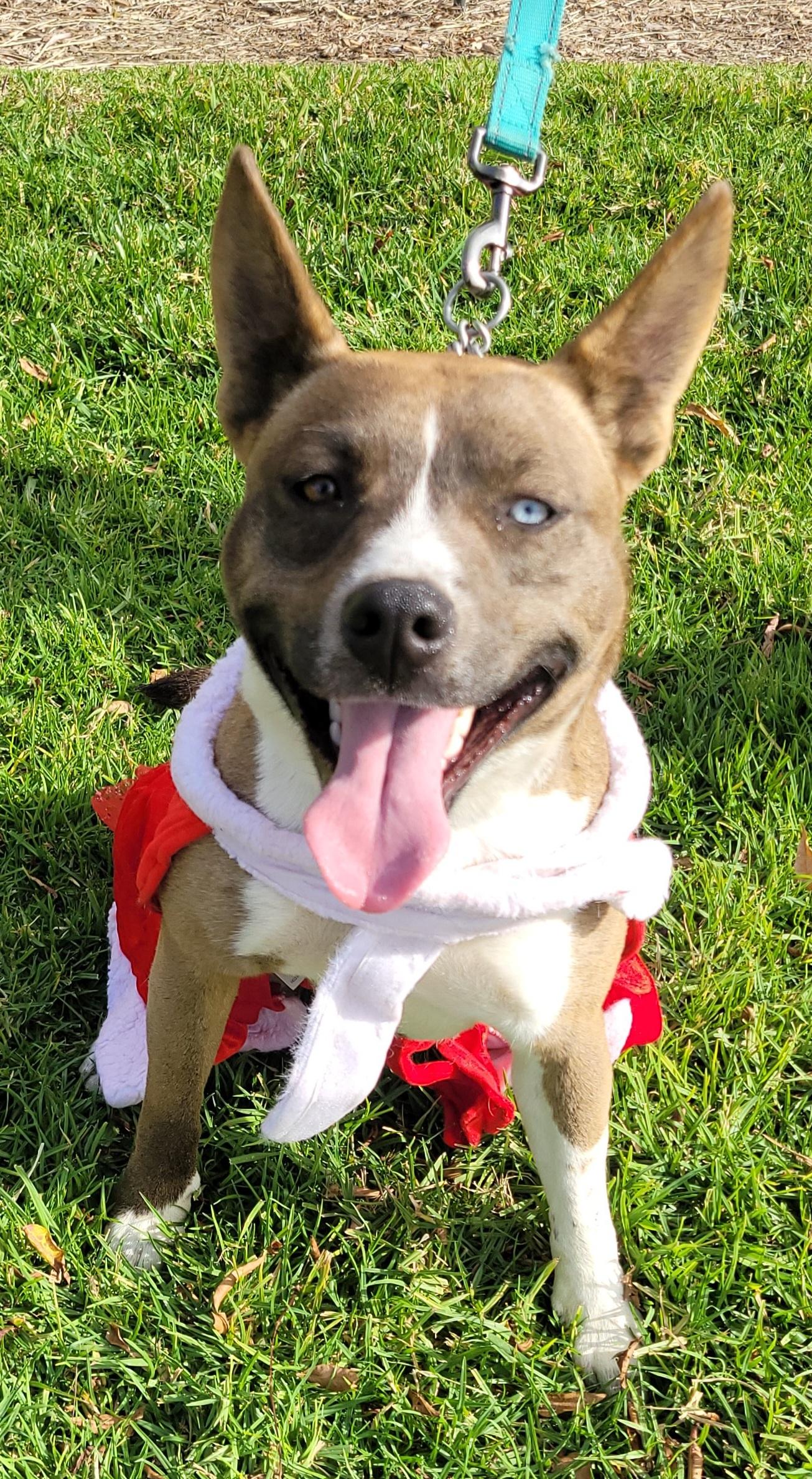 Enlarge Rosie, a Adoptable mixed breed in Reseda, CA image 1/6