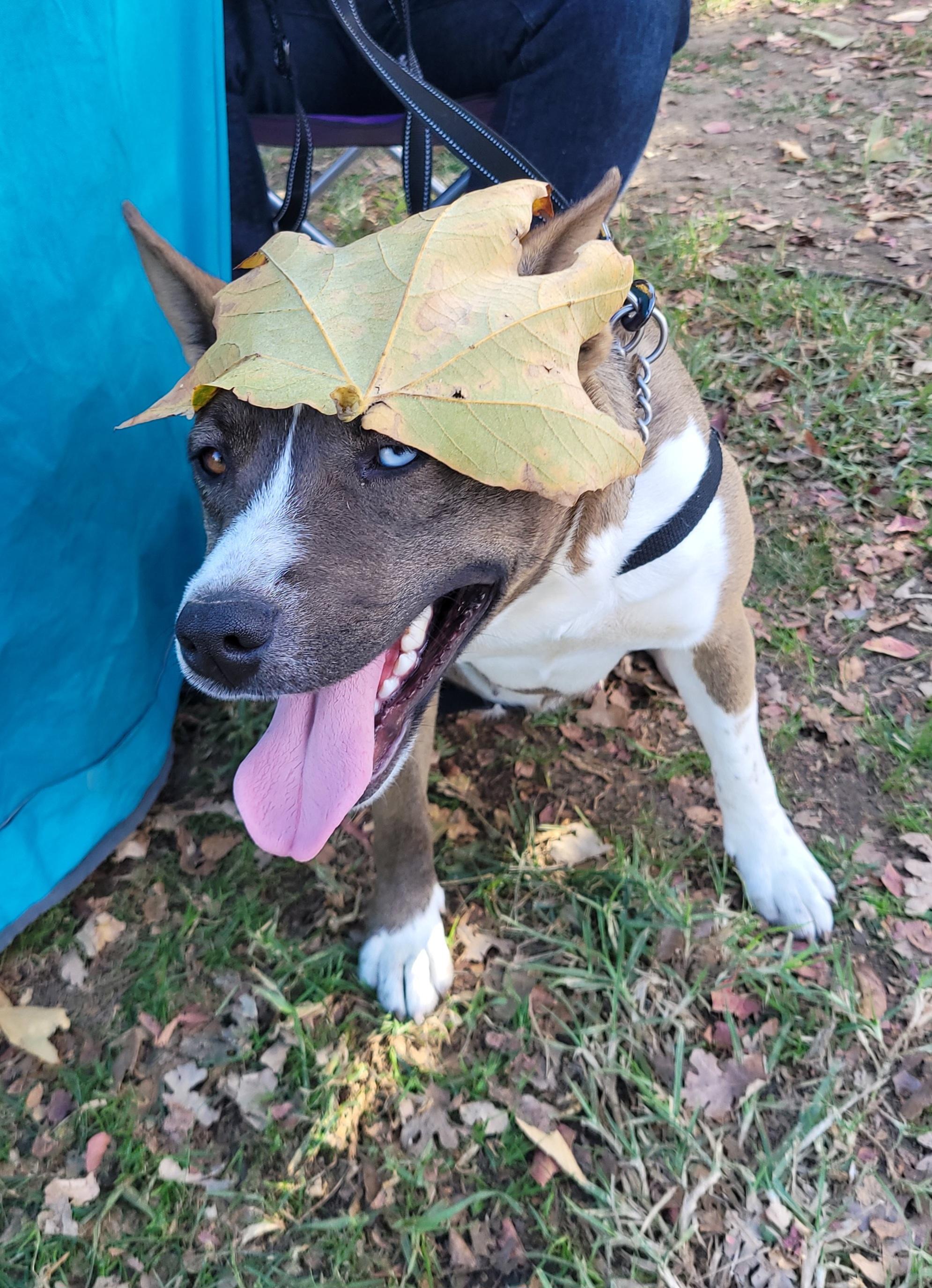 Enlarge Rosie, a Adoptable mixed breed in Reseda, CA image 3/6