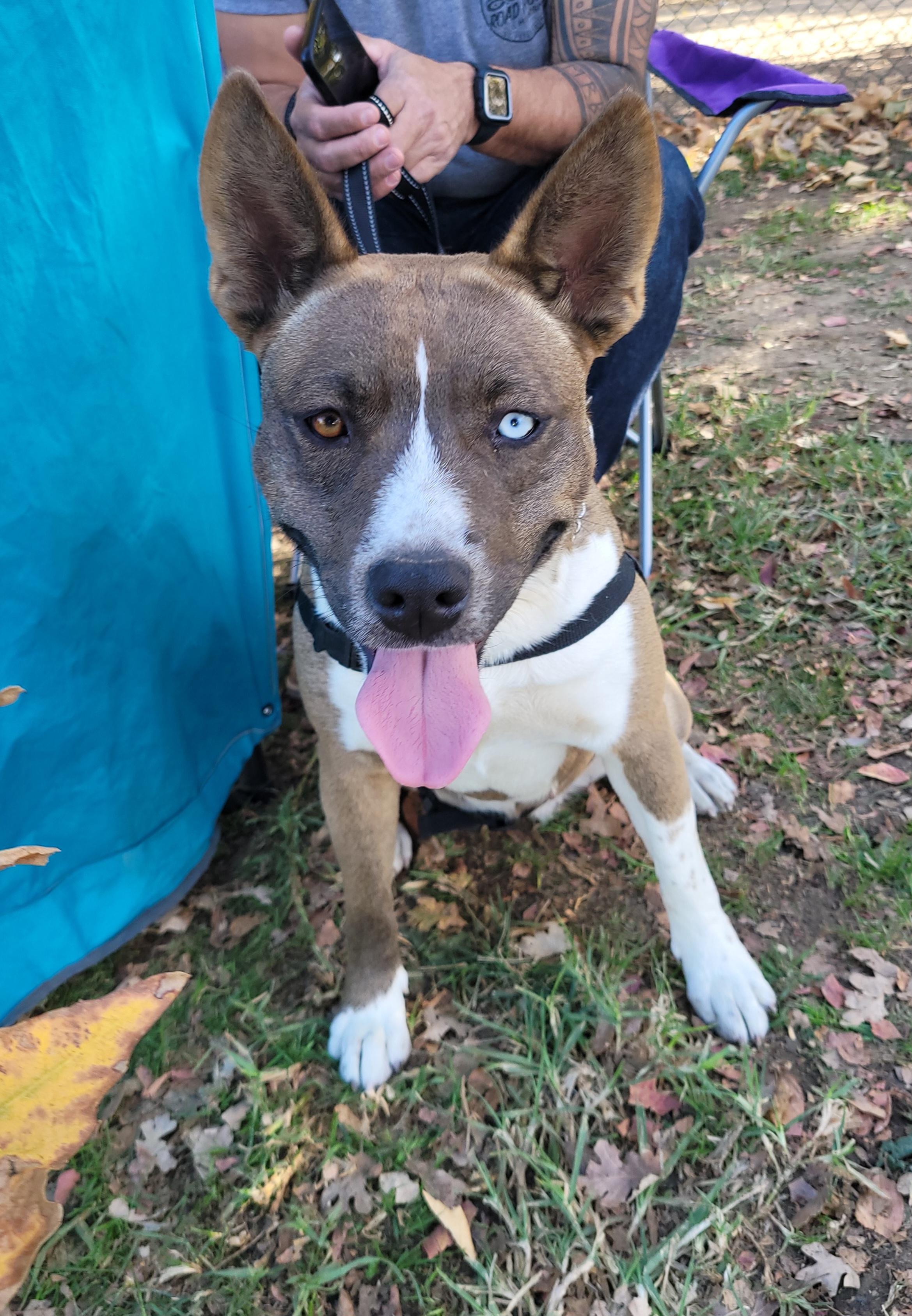 Enlarge Rosie, a Adoptable mixed breed in Reseda, CA image 6/6