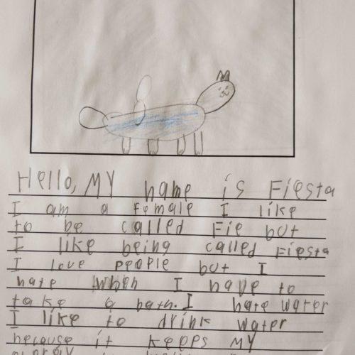 Fiesta, a Adoptable Domestic Short Hair in Toms River, NJ image 1/5