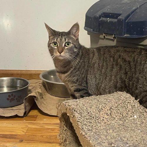 Fiesta, a Adoptable Domestic Short Hair in Toms River, NJ image 2/5