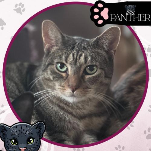 Fiesta, a Adoptable Domestic Short Hair in Toms River, NJ image 3/5