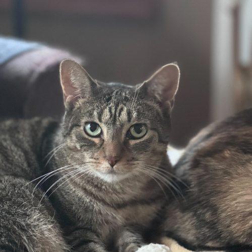 Fiesta, a Adoptable Domestic Short Hair in Toms River, NJ image 4/5