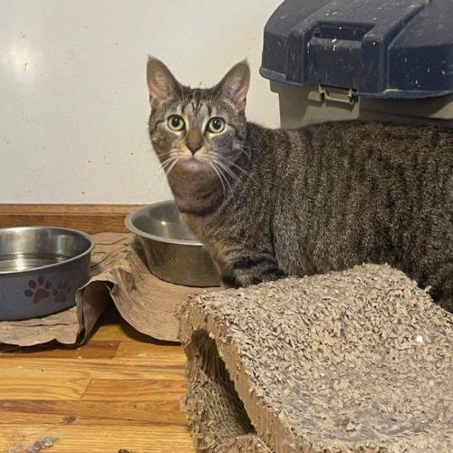 Fiesta, a Adoptable Domestic Short Hair in Toms River, NJ image 5/5