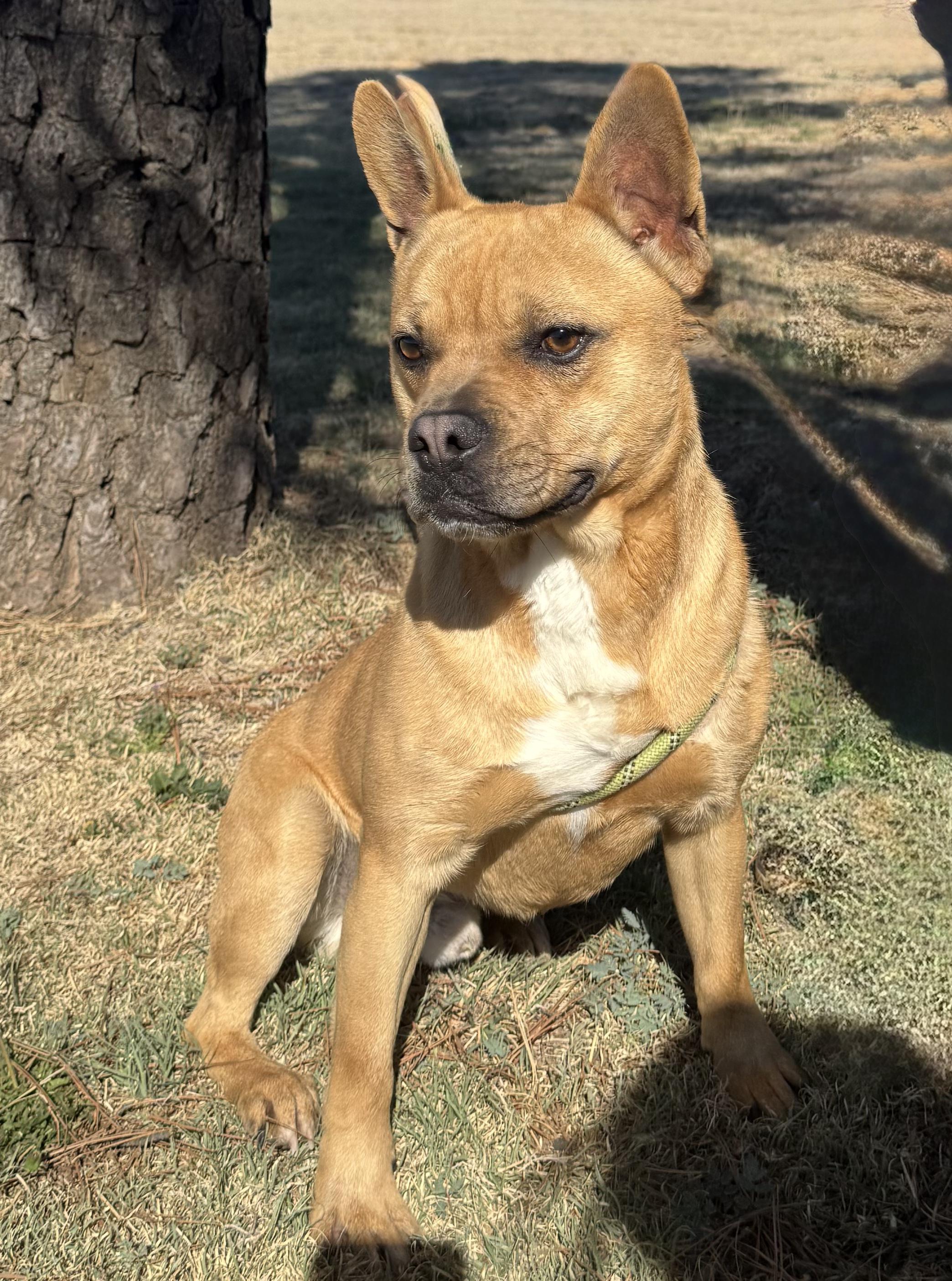 Cash, Adoptable, Young Male French Bulldog.