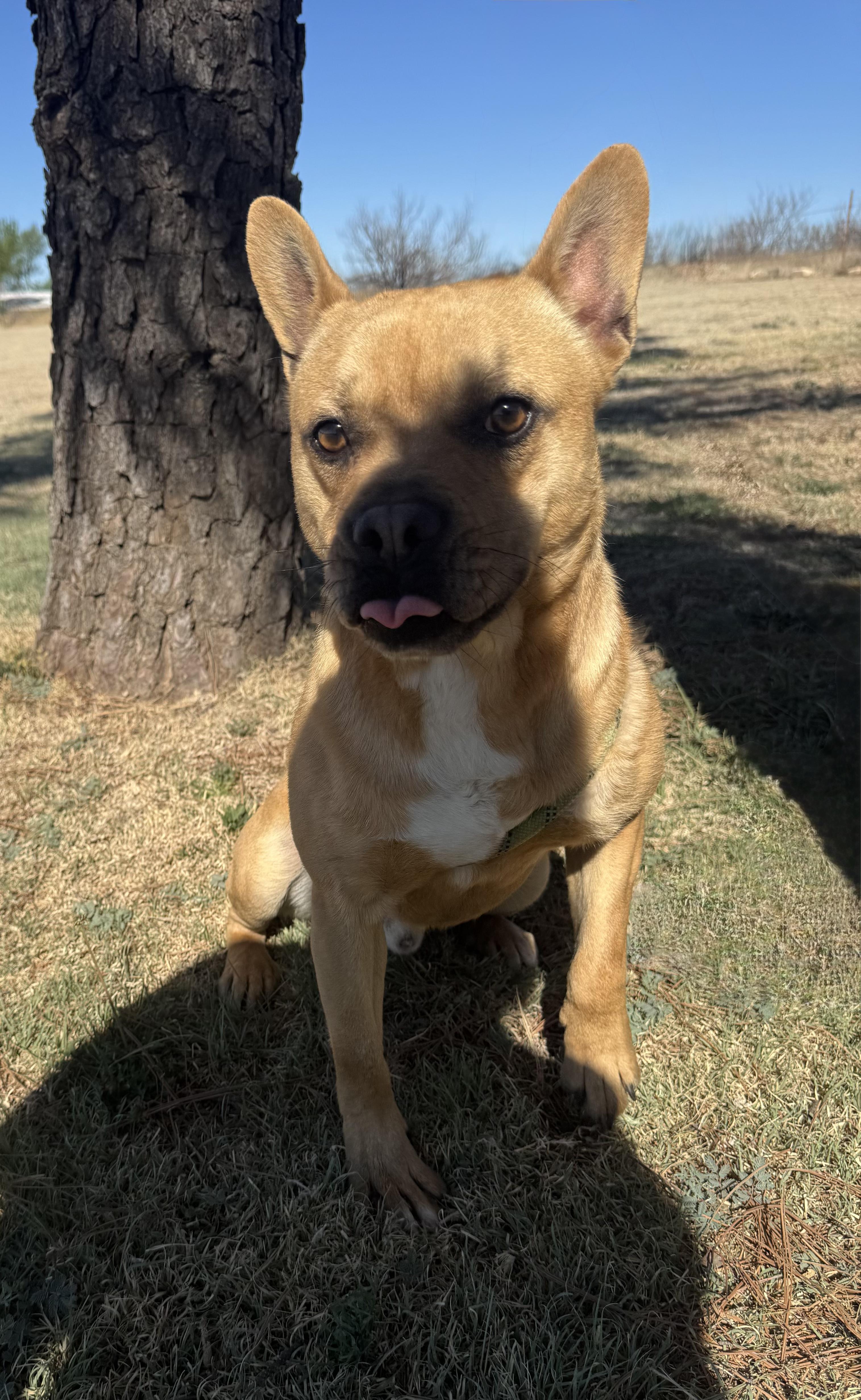 Enlarge Cash, a Adoptable mixed breed in Canyon, TX image 2/2