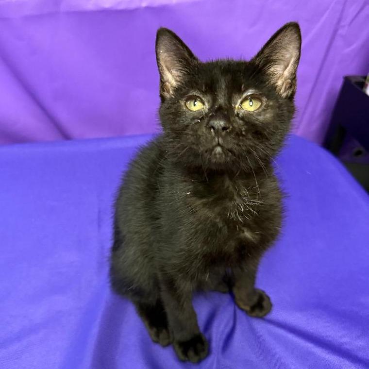 Dianthus, Adoptable, Kitten Male Domestic Short Hair.